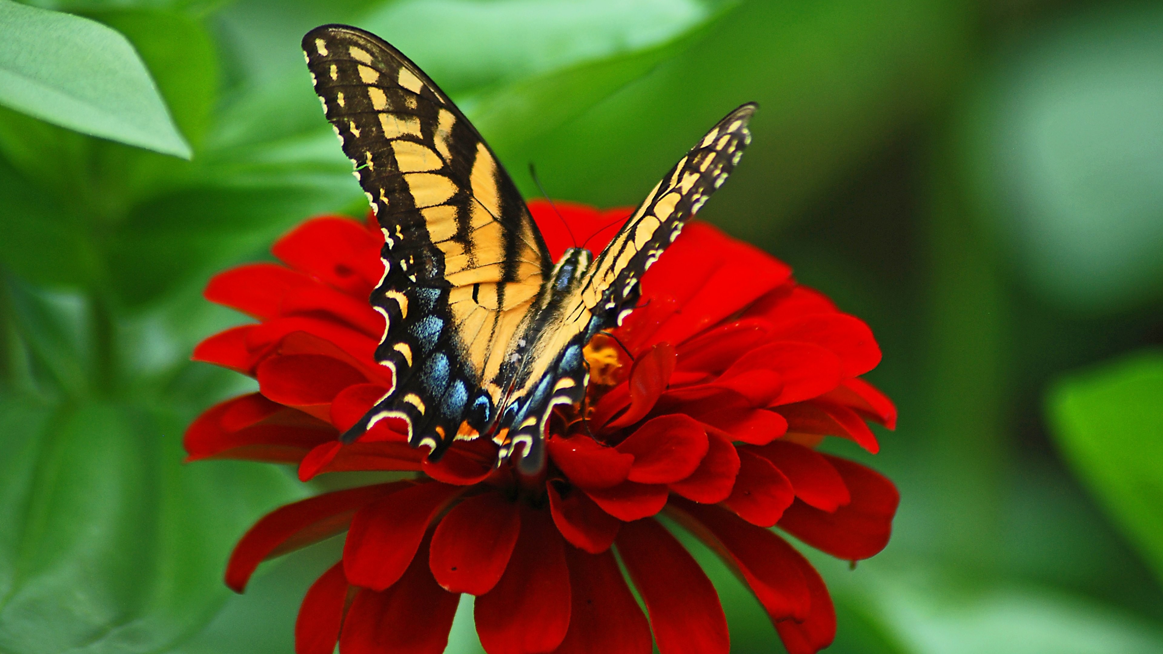 3840x2160 Wallpaper: Butterfly on the Red Flower. Ultra HD 4K 