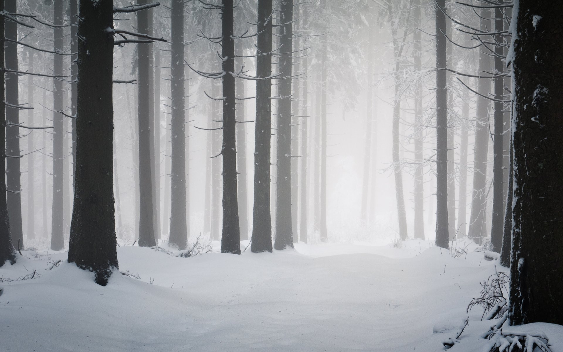 1920x1200 Dark Winter Forest Background.