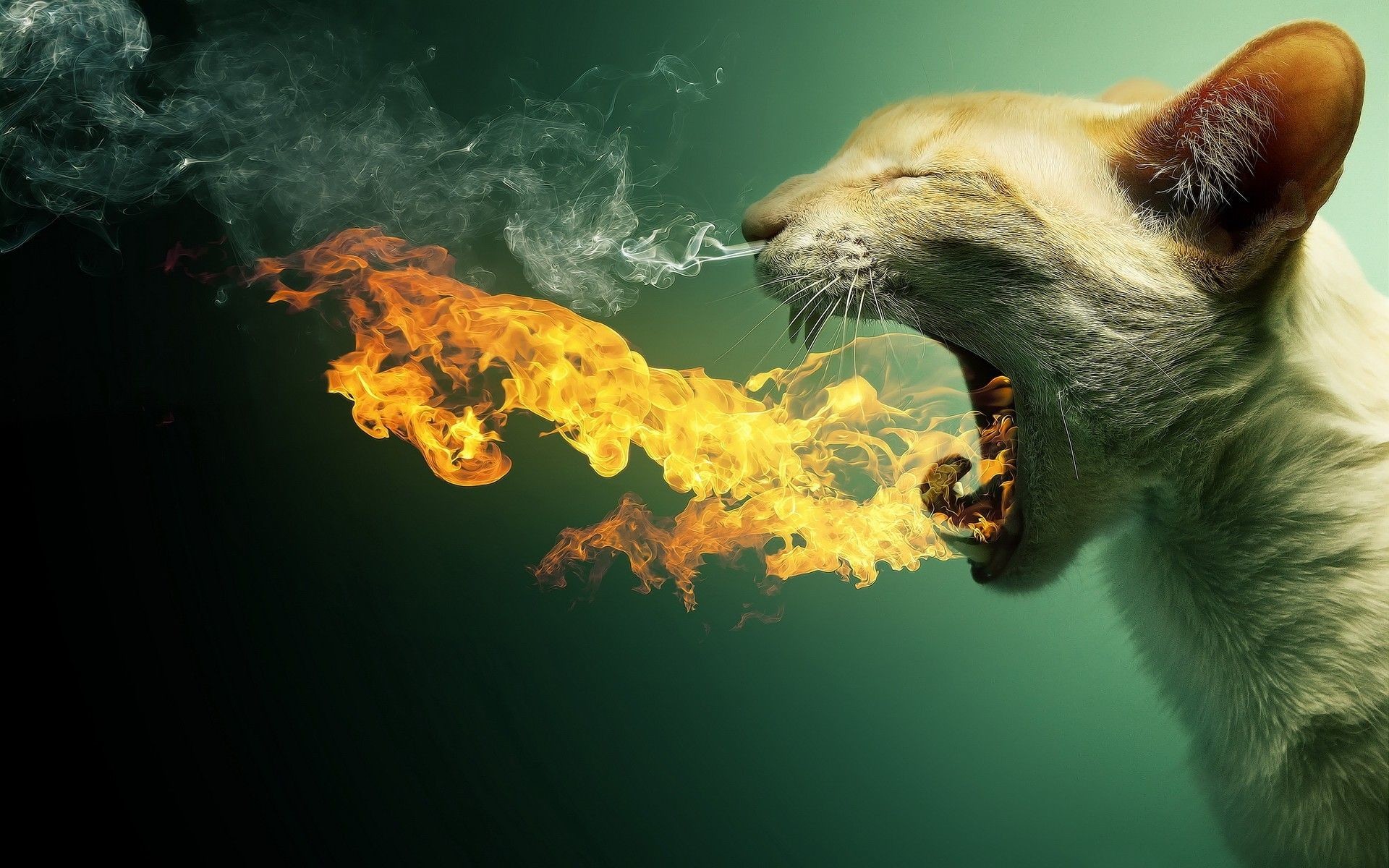 1920x1200 Funny Cat Fire Wallpaper Animal HD Free Picture #67781988828 Wallpaper