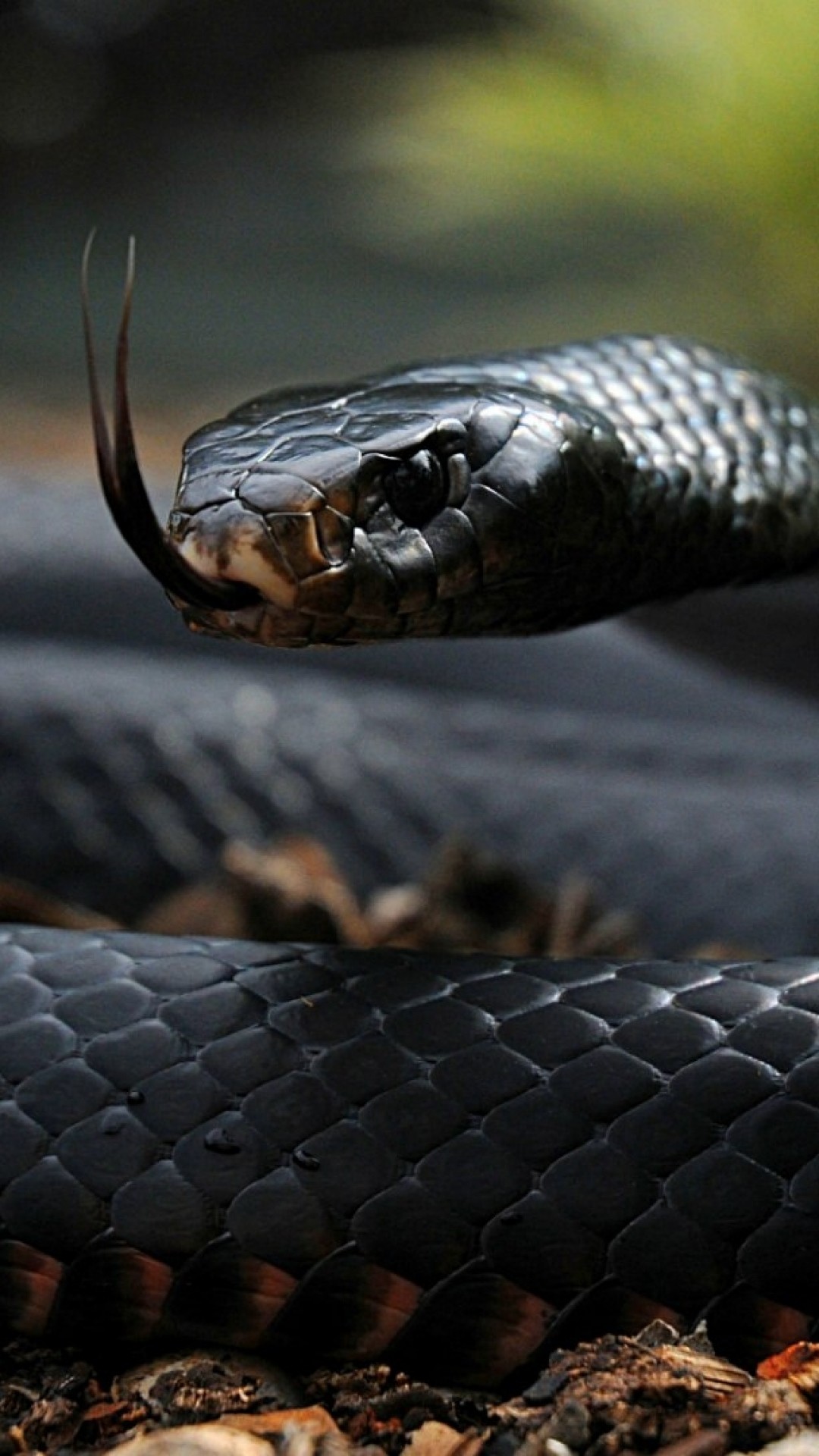 1080x1920 Preview wallpaper snake, tongue, scales, venomous 