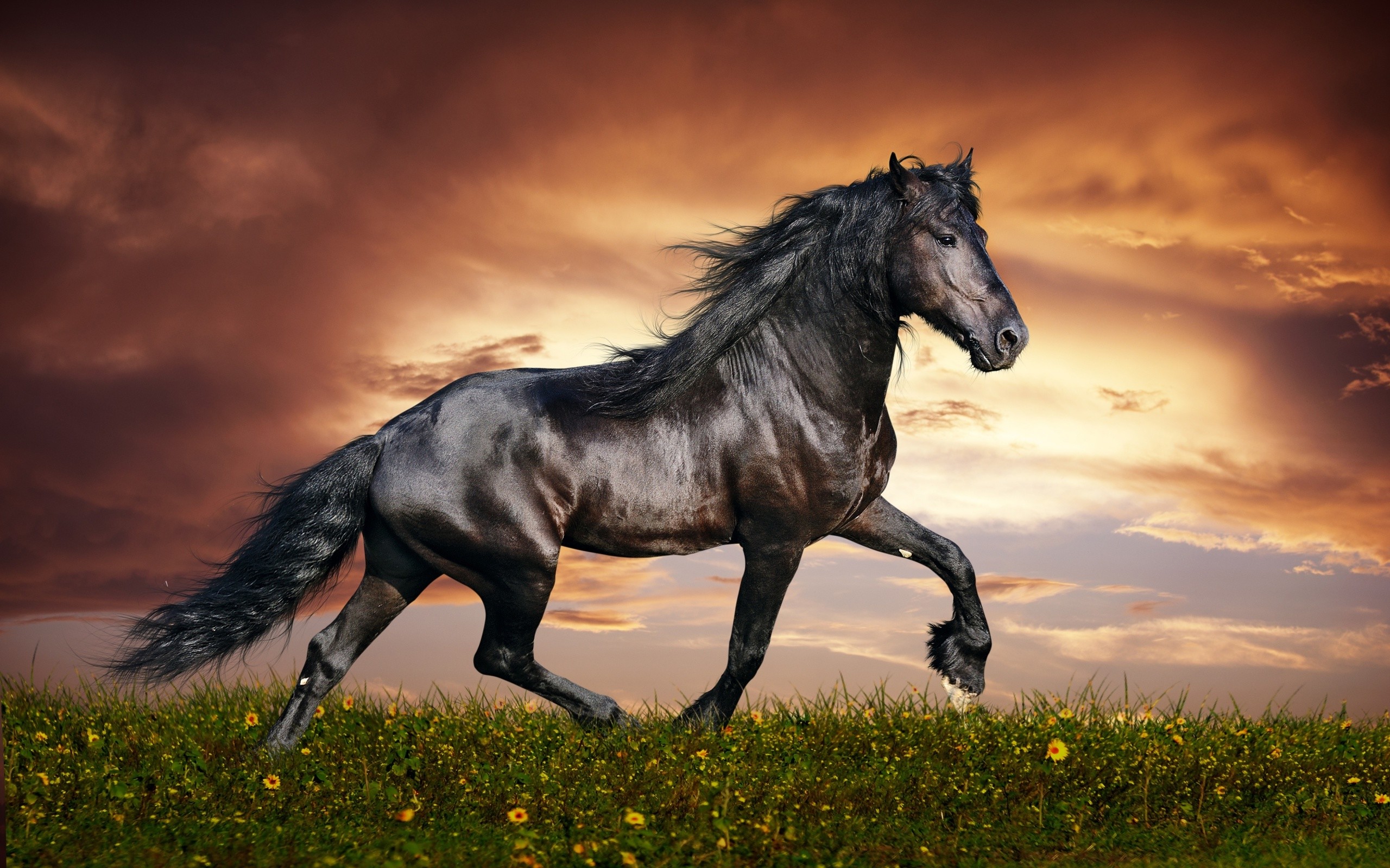 2560x1600 Wallpapers Large Animals For Arabian Horses Wallpaper