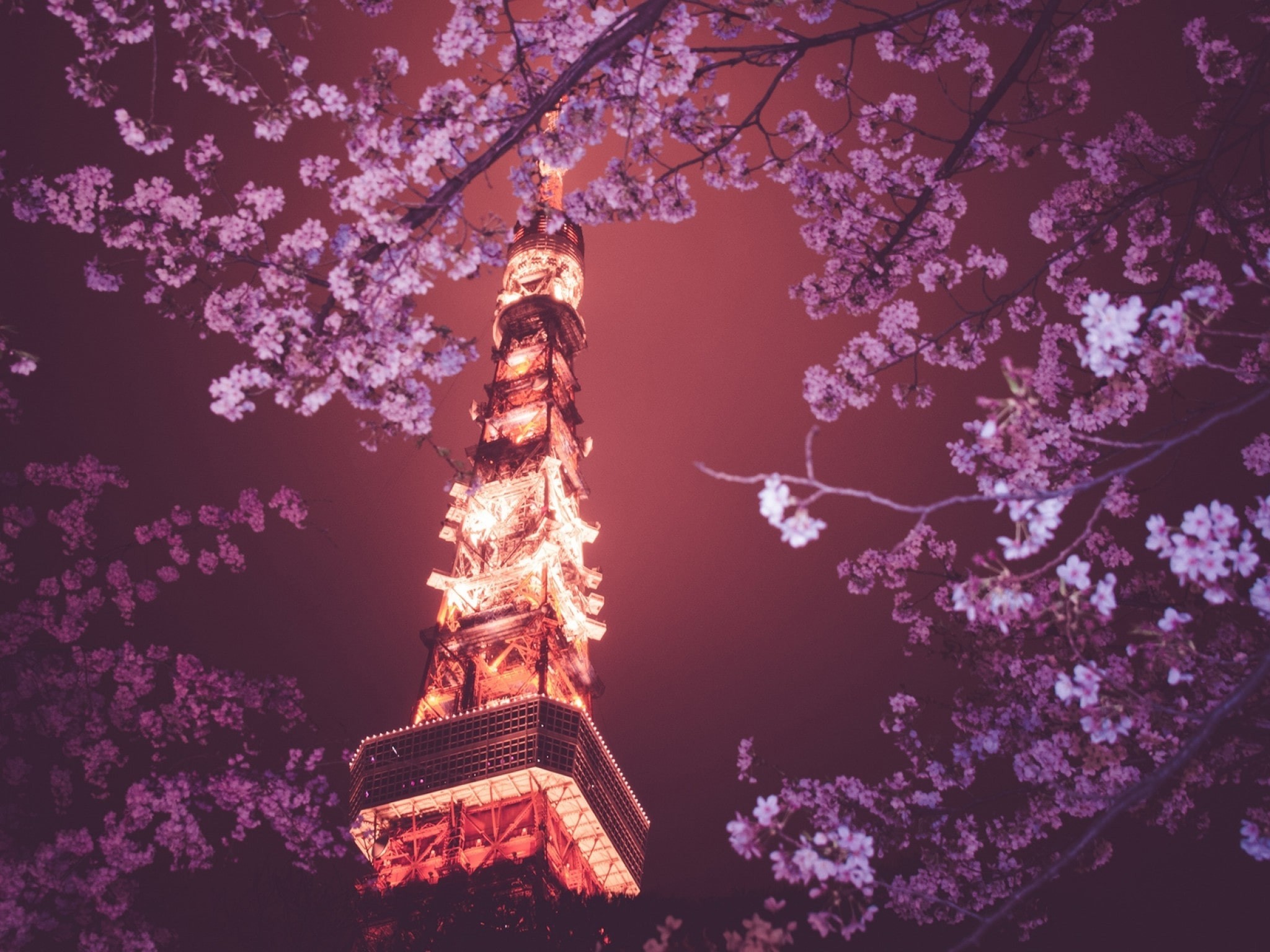 2048x1536 Tokyo Tower Sakura Blossom Cherry Lights Japan Omg Wallpaper - Image #5027 -