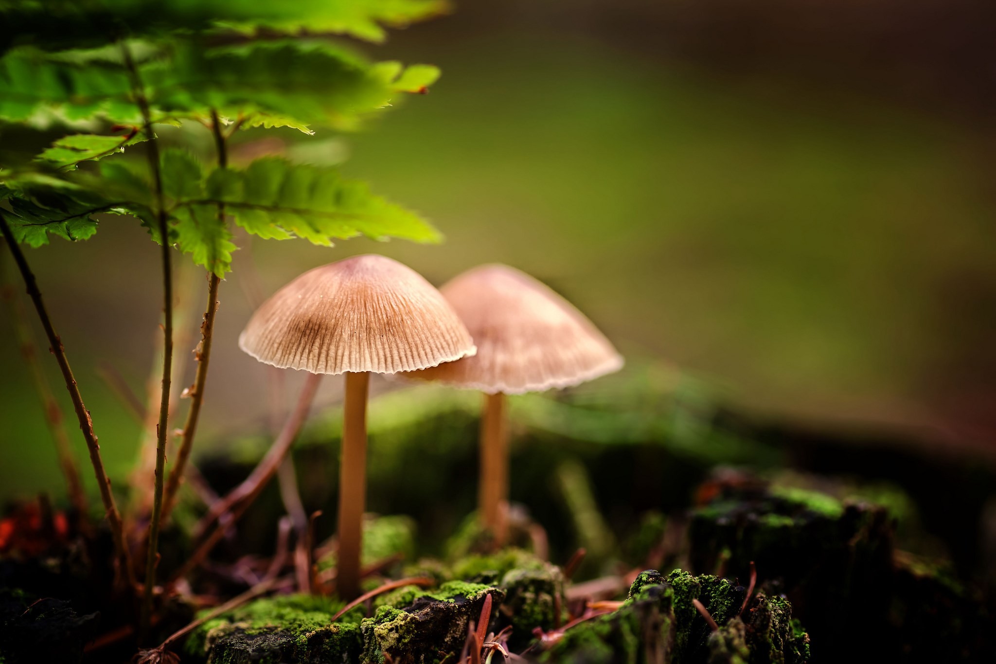 2048x1365 Who knew mushrooms could be so pretty. HD wallpaper for iPhone and iPod  touch