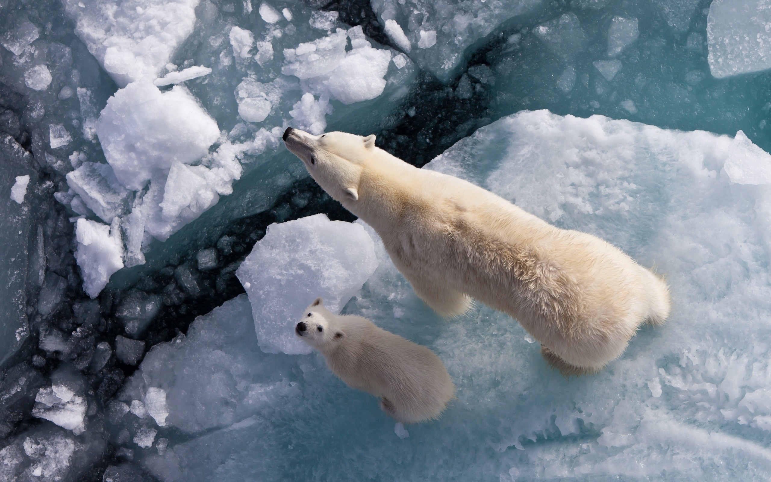 2560x1600 Animal - Polar Bear Wallpaper