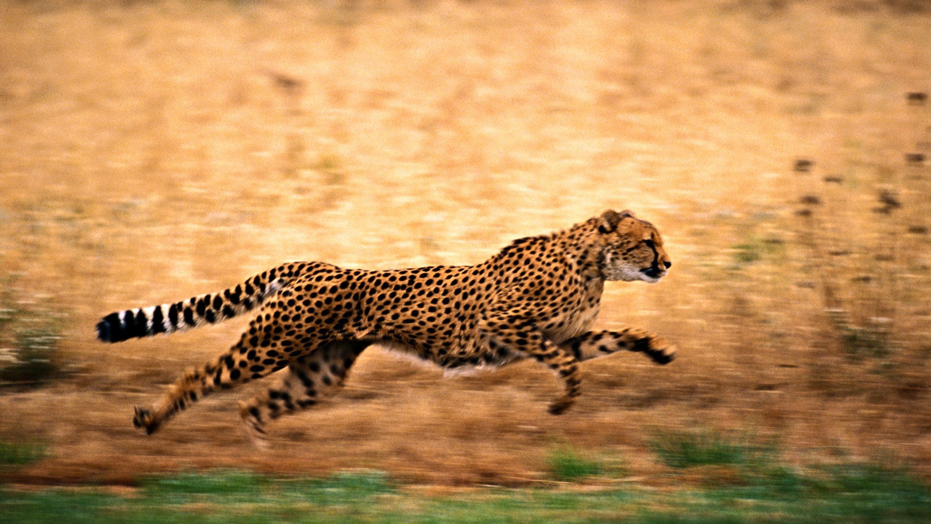 1920x1080 Cheetah Full HD Wallpaper and Background Image | 2930x1710 | ID:249180