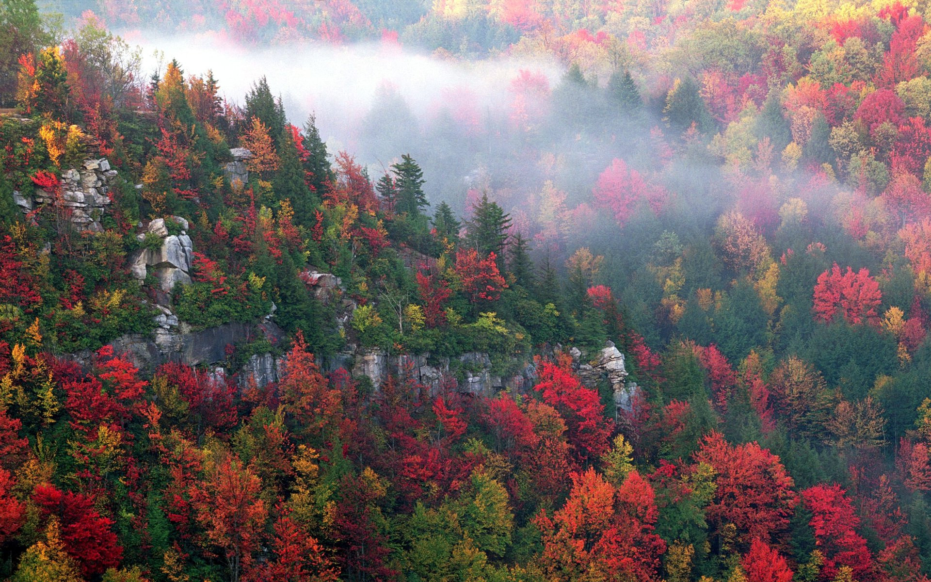 1920x1200 Blackwater Canyon in Autumn, West Virginia, Forest