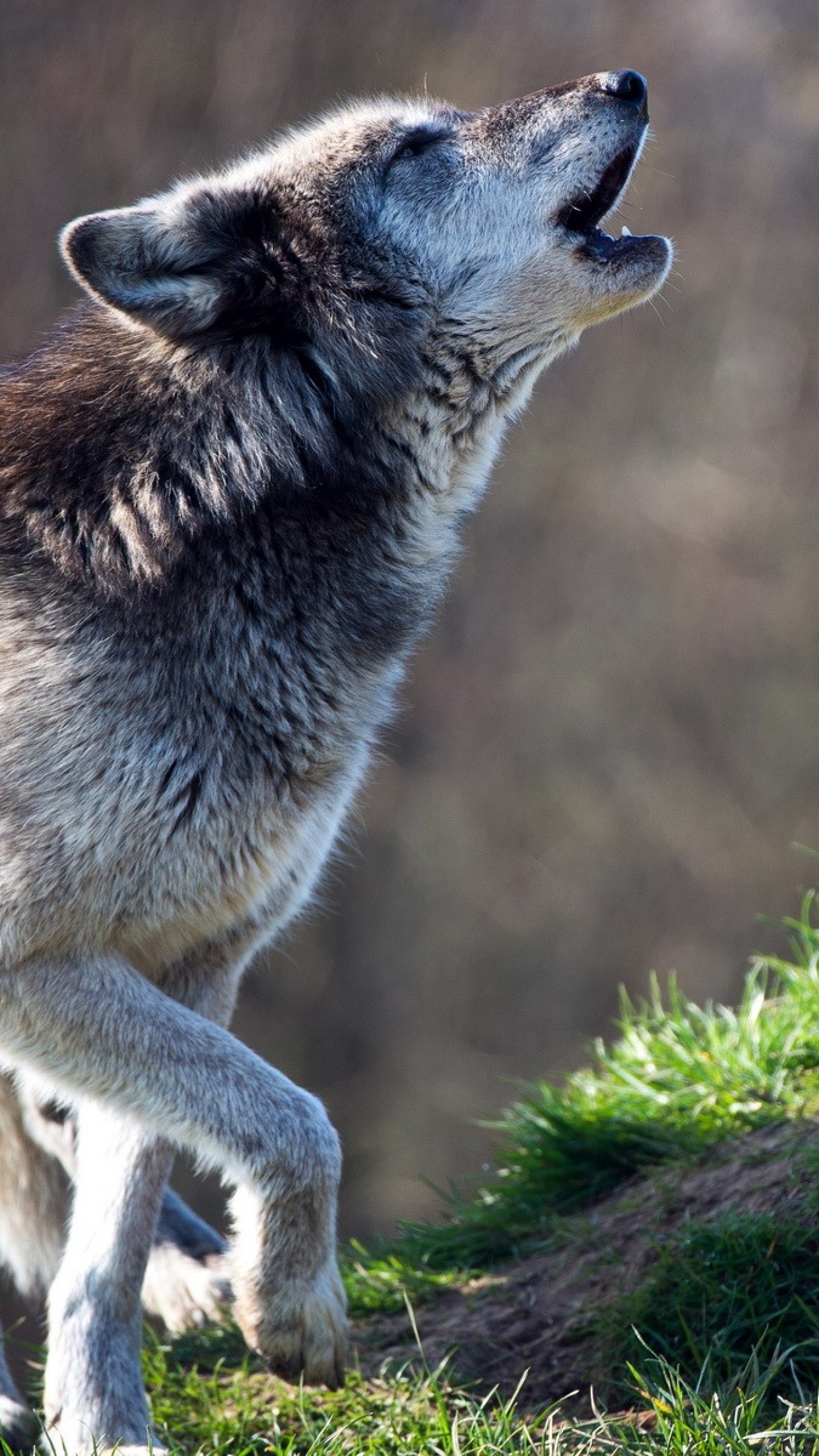 1440x2560  Wallpaper wolf, predator, howling, grass