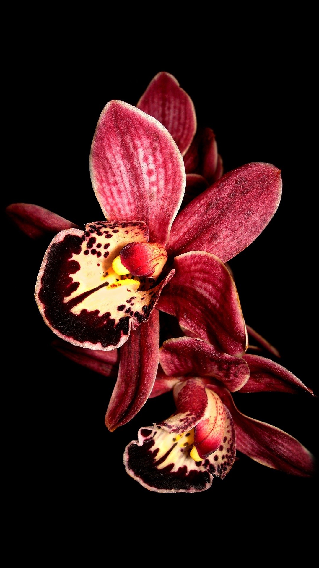 1080x1920 Purple orchid flower Â· Purple OrchidsOrchid FlowersBlack BackgroundsPhone  WallpapersAndroid
