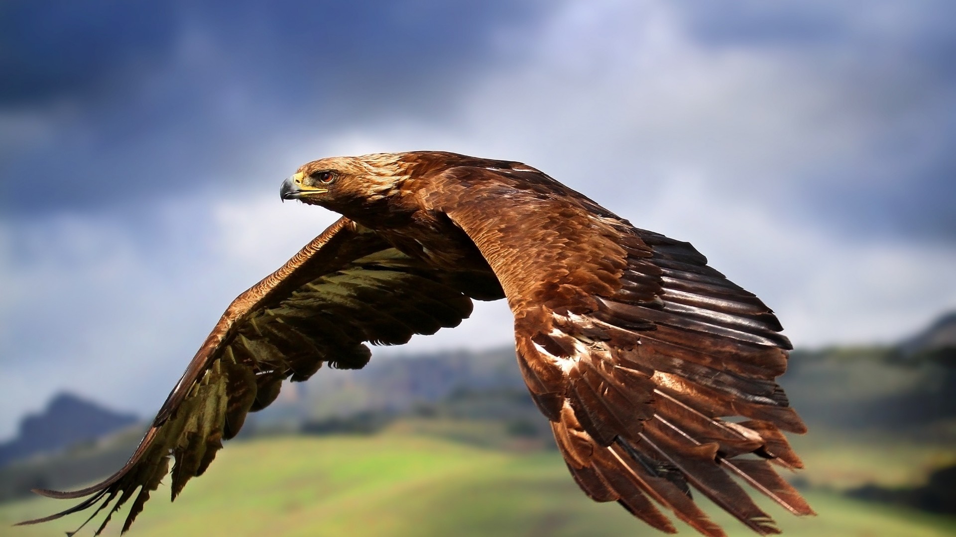 1920x1080 bird wallpaper predator eagle. Â«Â«