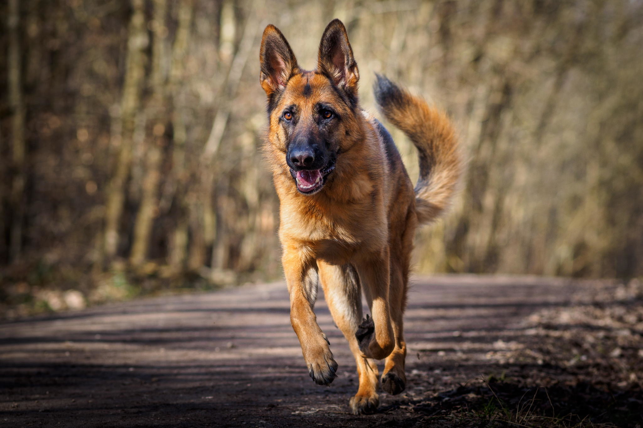 2048x1365 Animal - German Shepherd Animal Dog Running Wallpaper