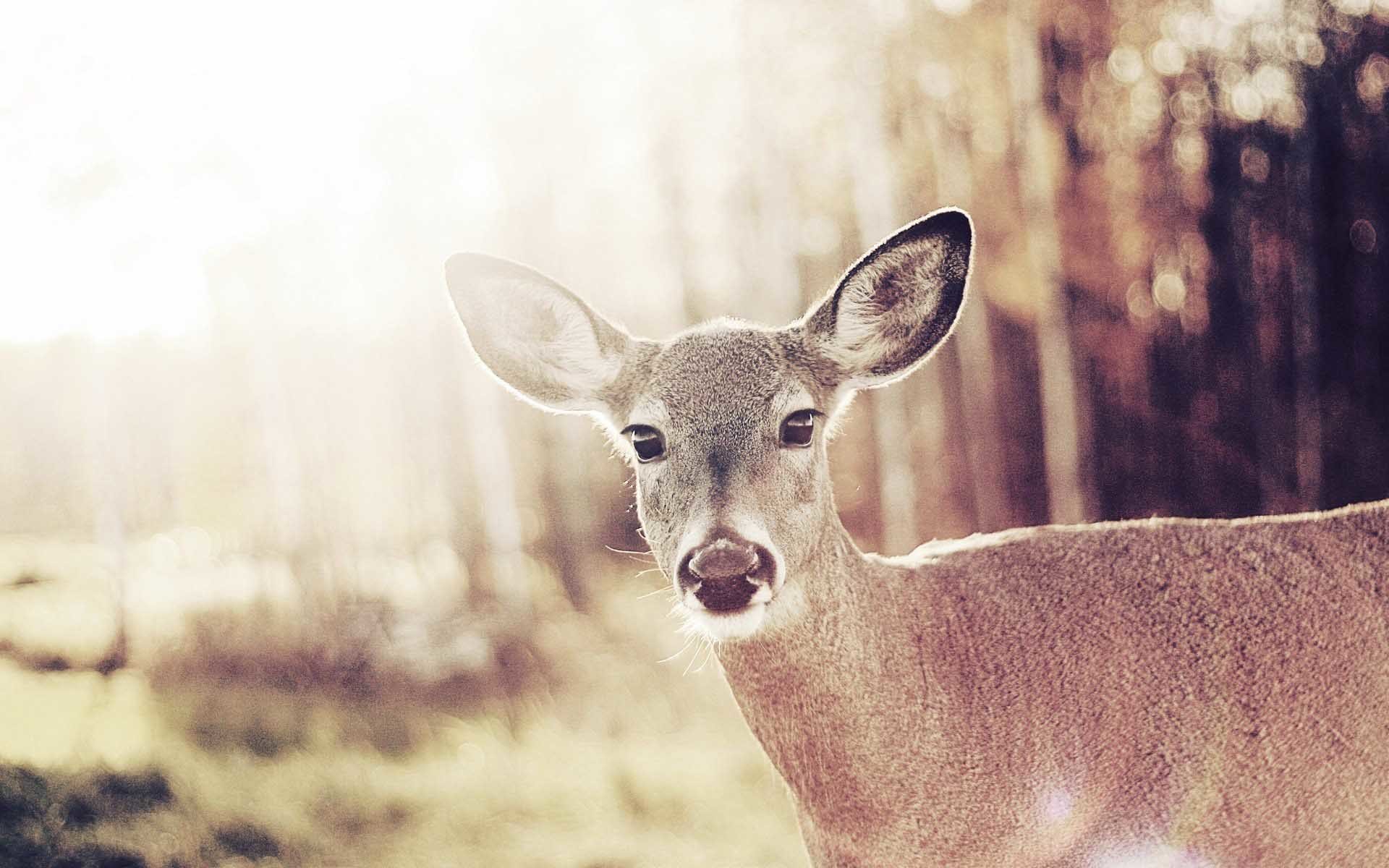 1920x1200 Animal Bambi Deer Wild ...