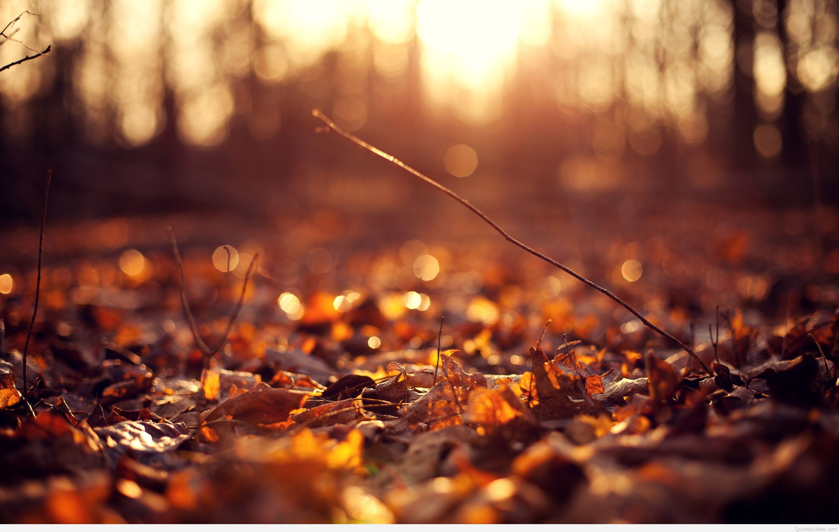 2880x1827 Autumn leaves background hd