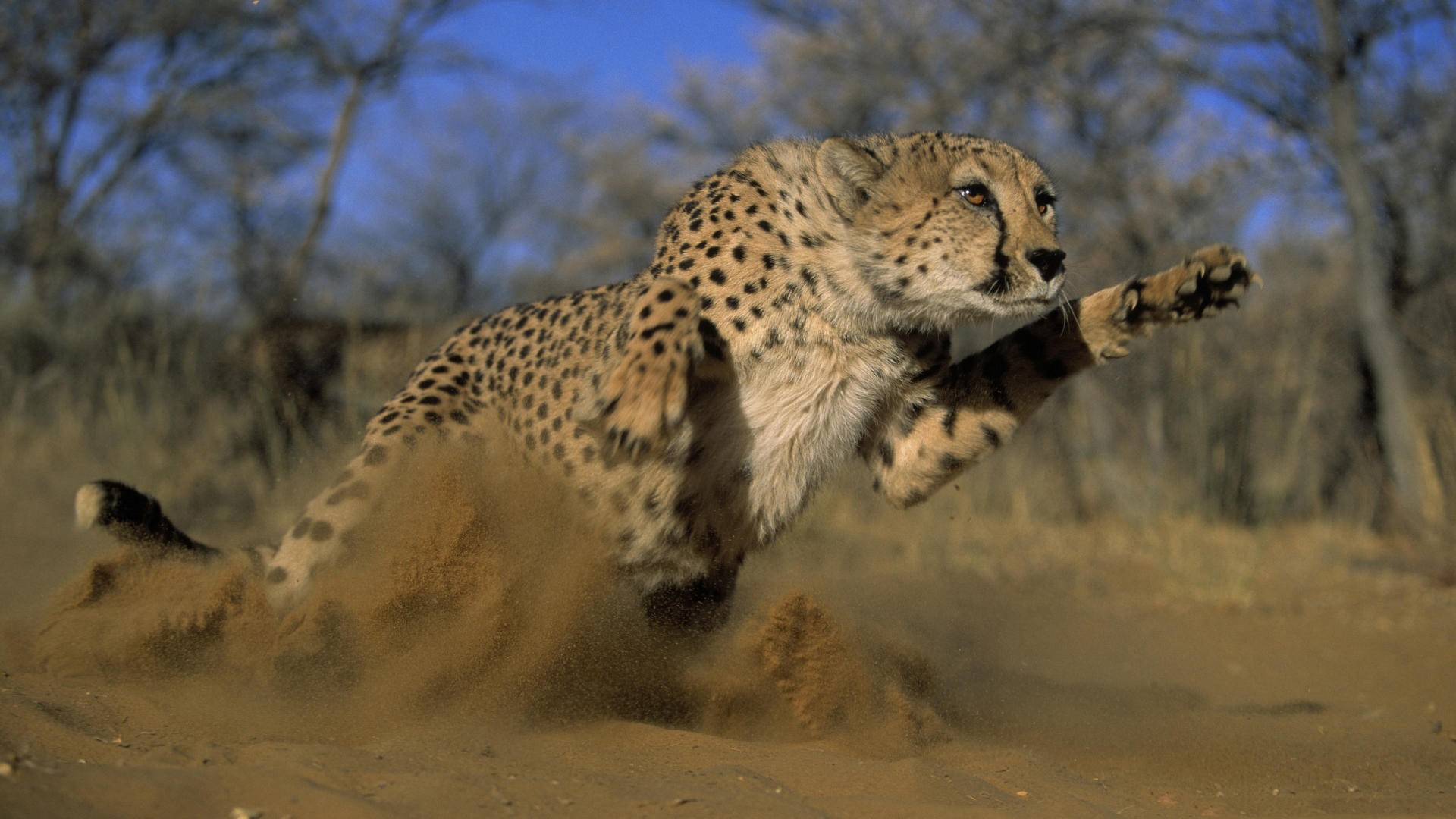 1920x1080 Preview wallpaper cheetah, jump, run, field, grass, dust 