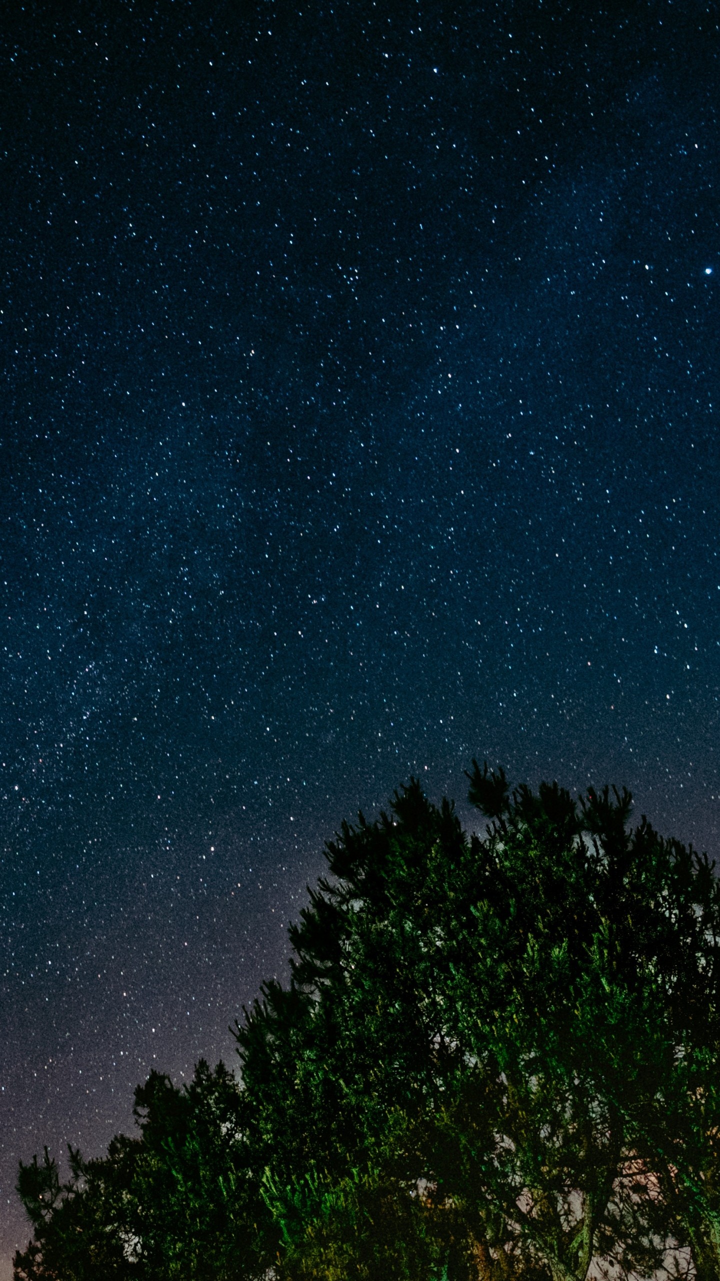 1440x2560  Wallpaper starry sky, tree, night