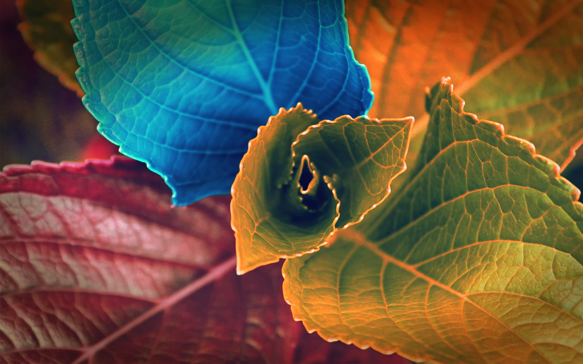 1920x1200 Colors of Leaves