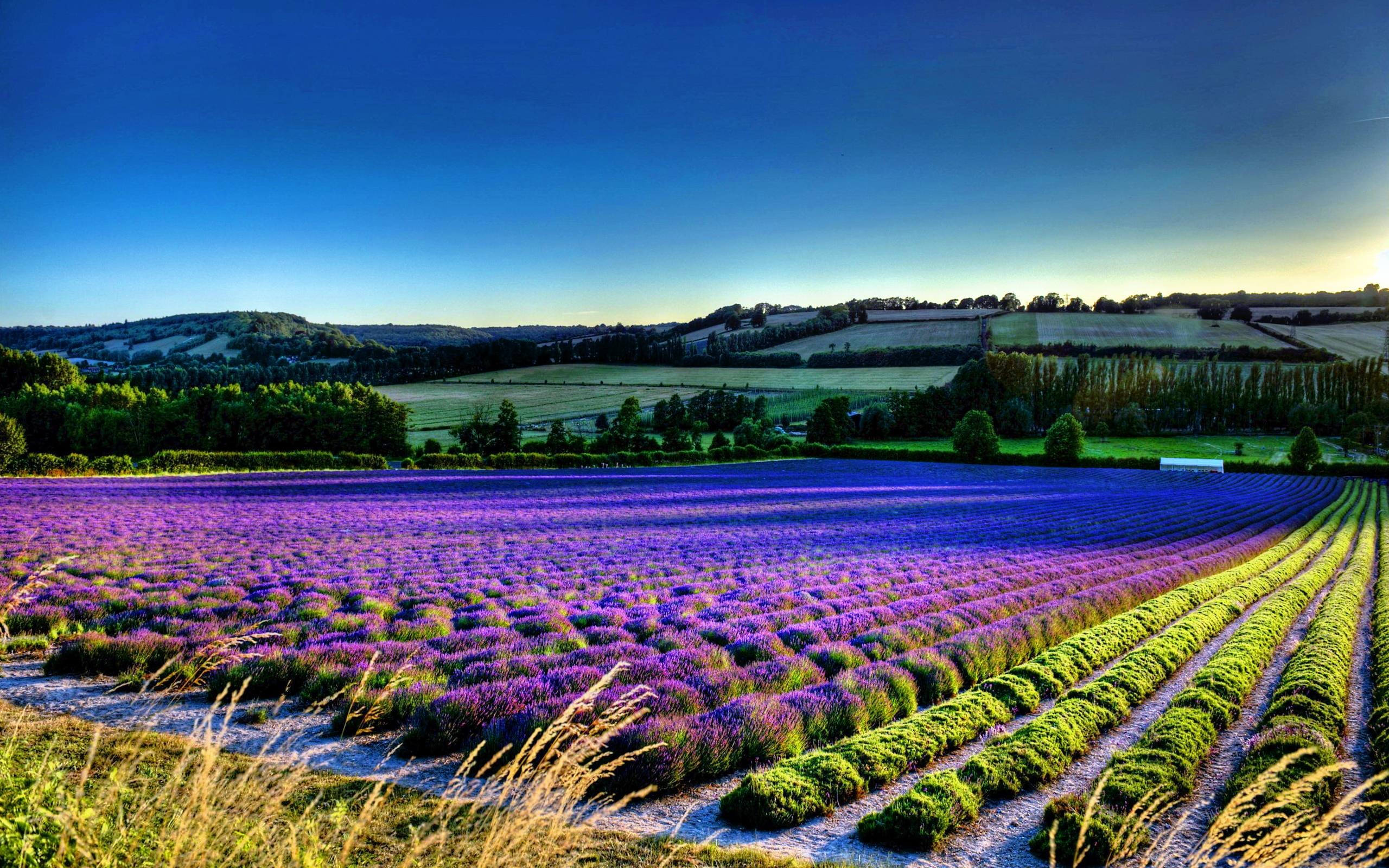 2560x1600 Field Lavender Flowers Wallpapers #220 | Free HD Wallpaper