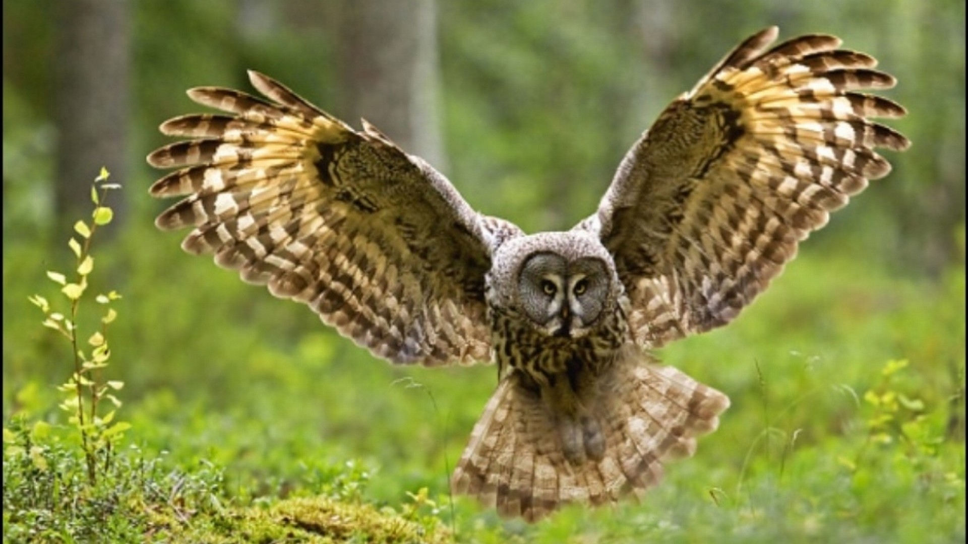 1920x1080 530 Owl HD Wallpapers | Backgrounds - Wallpaper Abyss - Page 16