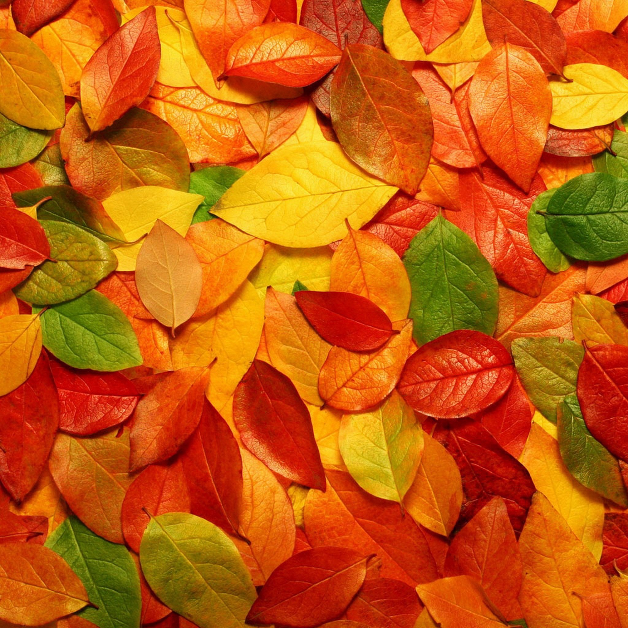 Abstract Fall Wallpaper (55+ images)