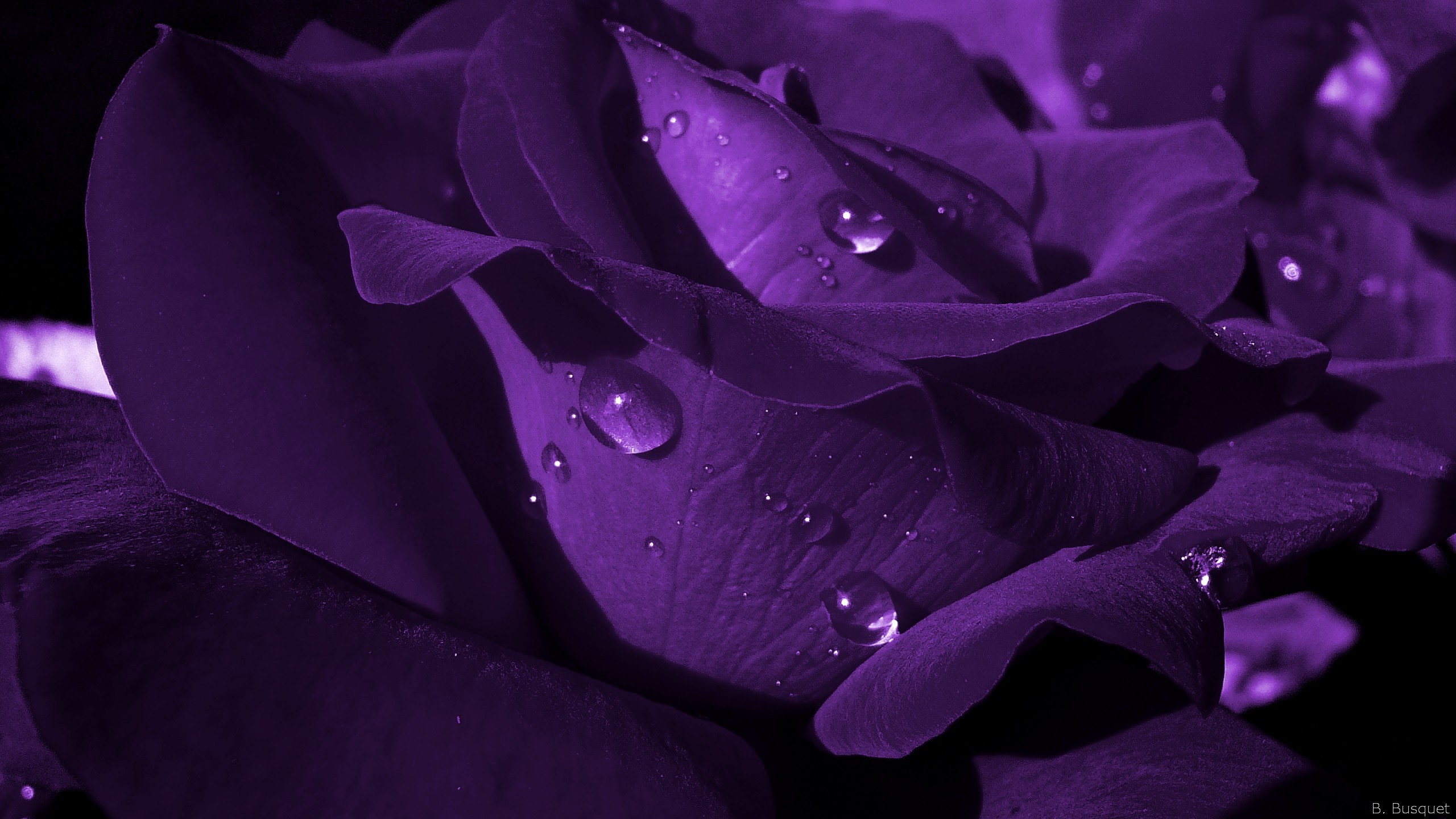 2560x1440 HD wallpaper with a white wild rose. close up dark purple rose