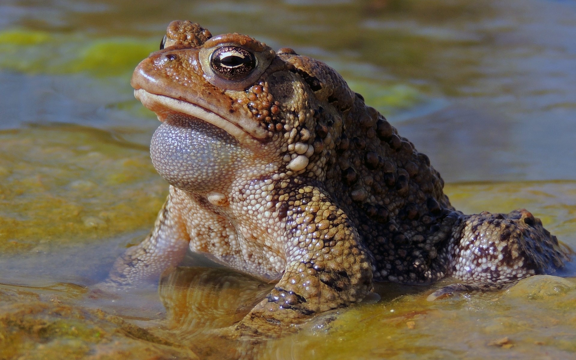 1920x1200 toad wallpaper for mac computers - toad category