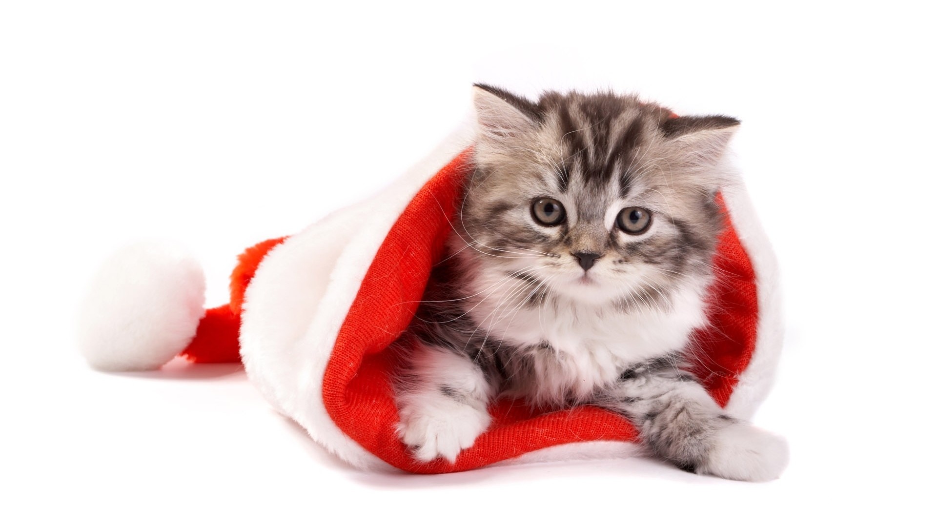 1920x1080 Cute-Kitten-in-Christmas-Hat-HD-Wallpaper-Christmas-