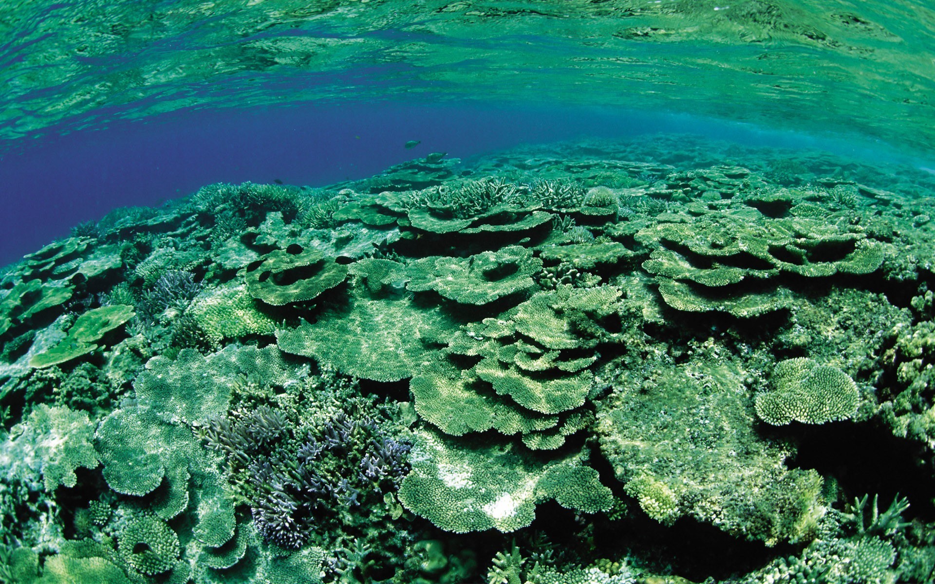 1920x1200 Green underwater coral reef wallpaper