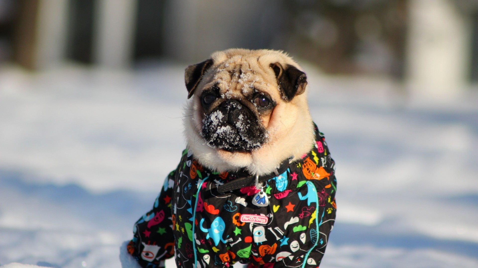 1920x1080 Preview wallpaper pug, dog, snow jacket, winter 
