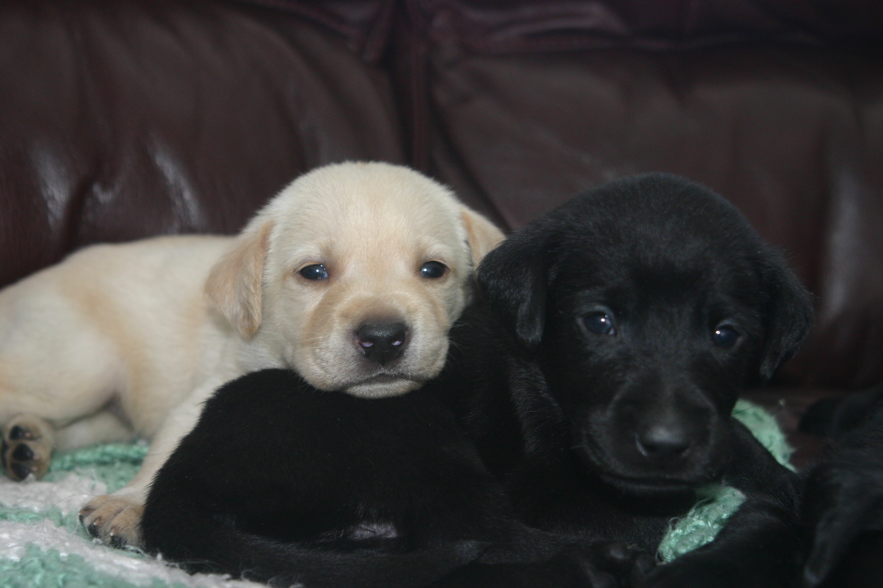 3072x2048 Lab Puppies Woodland Kennel Oxford Ct Wallpaper With Pics Of High  Resolution For Mobile Phones