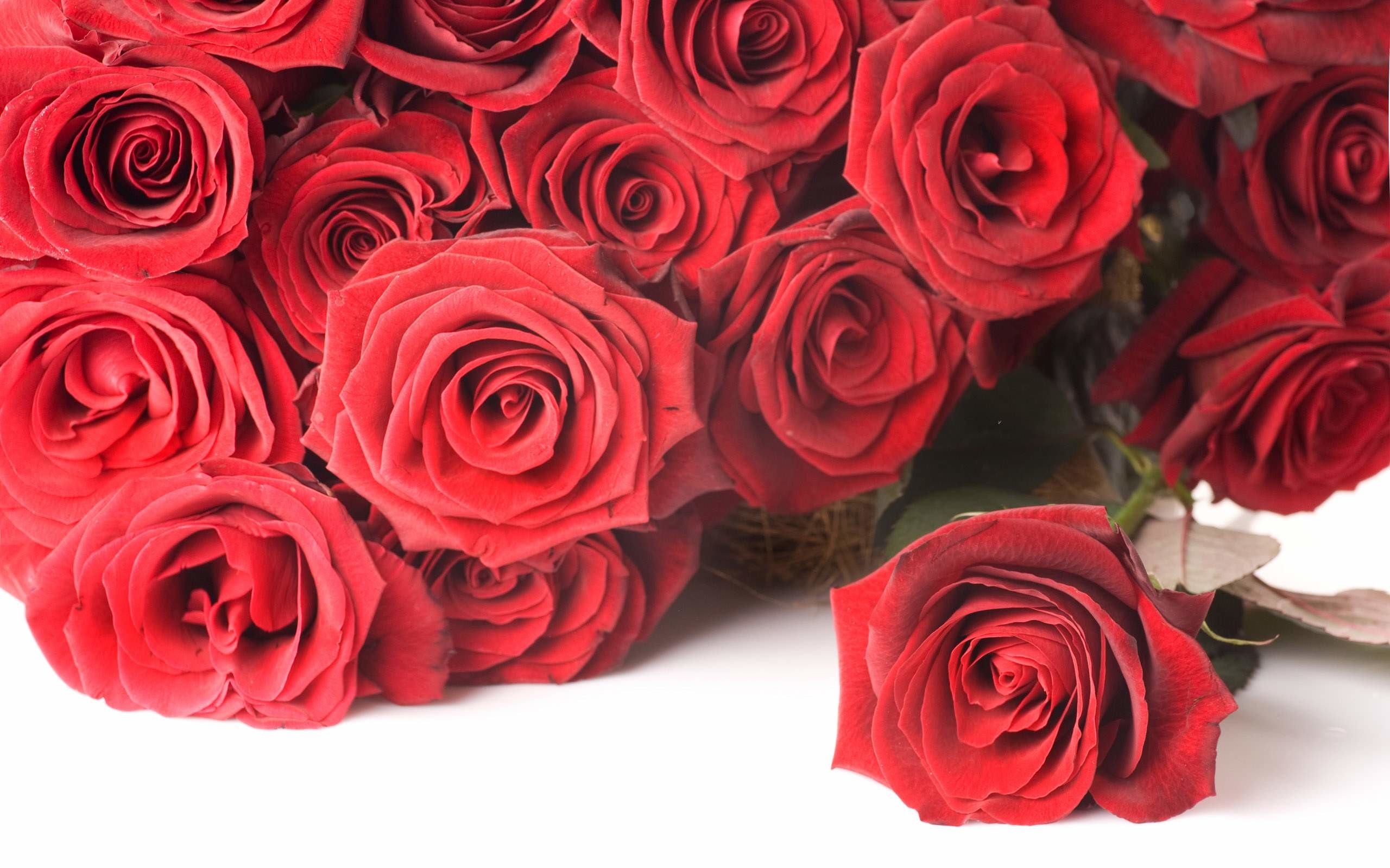 2560x1600 Red Rose Flowers Wallpapers Free Download