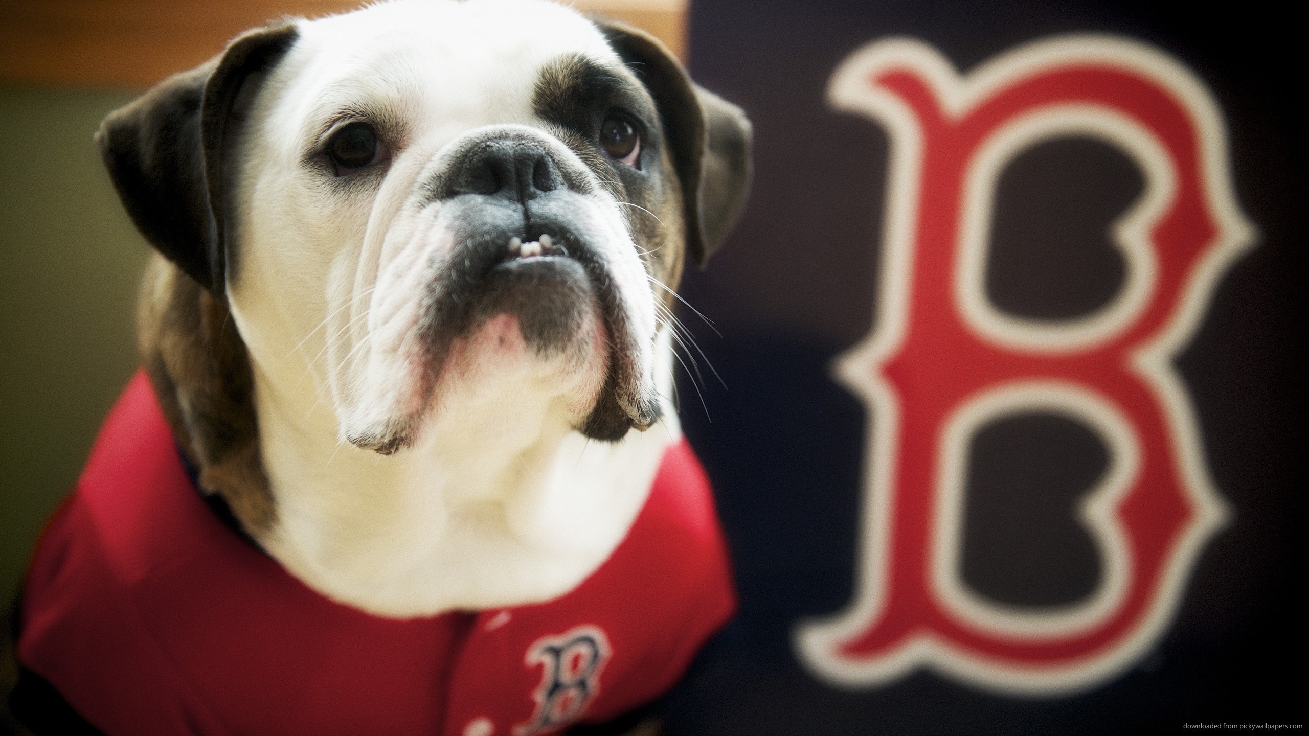 2560x1440 Boston Red Sox Dog for 
