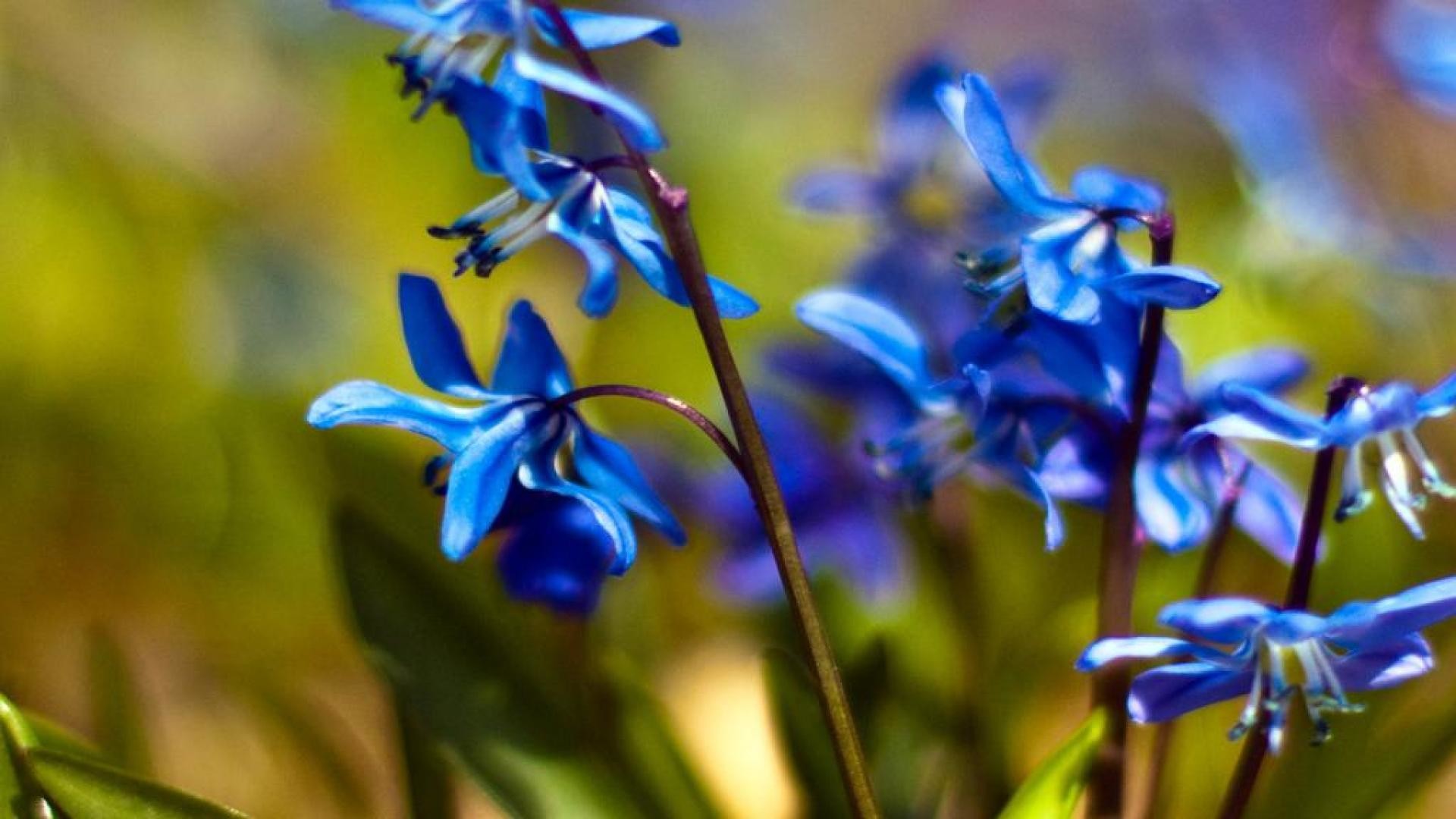 1920x1080 Blue Spring Flowers Desktop Backgrounsds