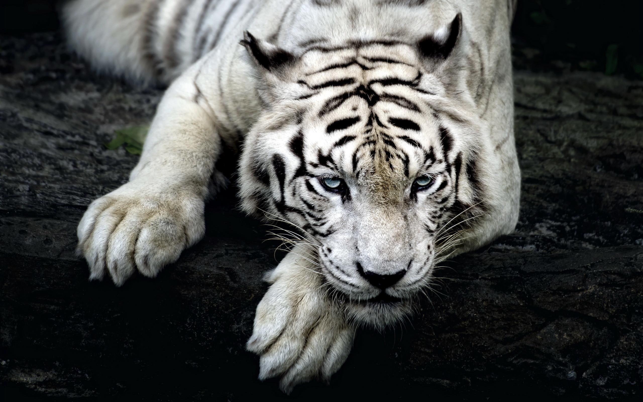 2560x1600 white tiger photos free wallpaper