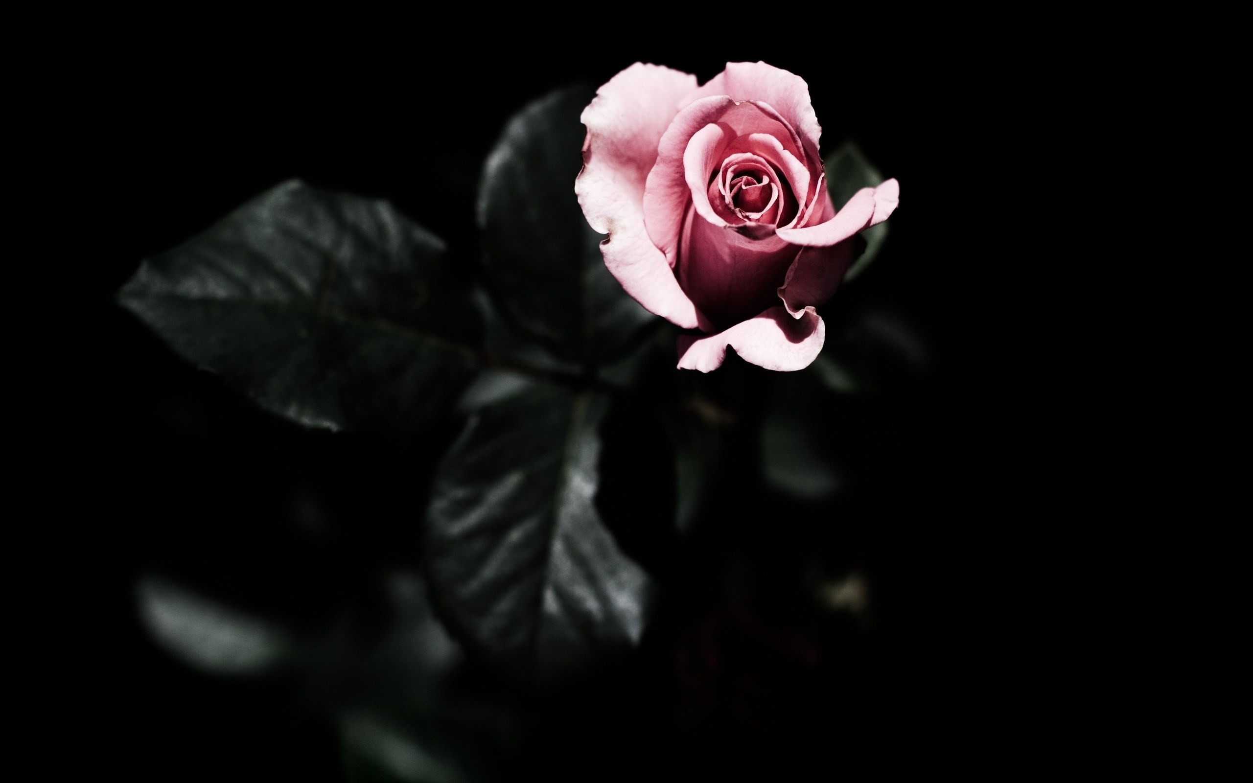 2560x1600 Pink rose Flower HD desktop wallpaper, Rose wallpaper - Flowers no.