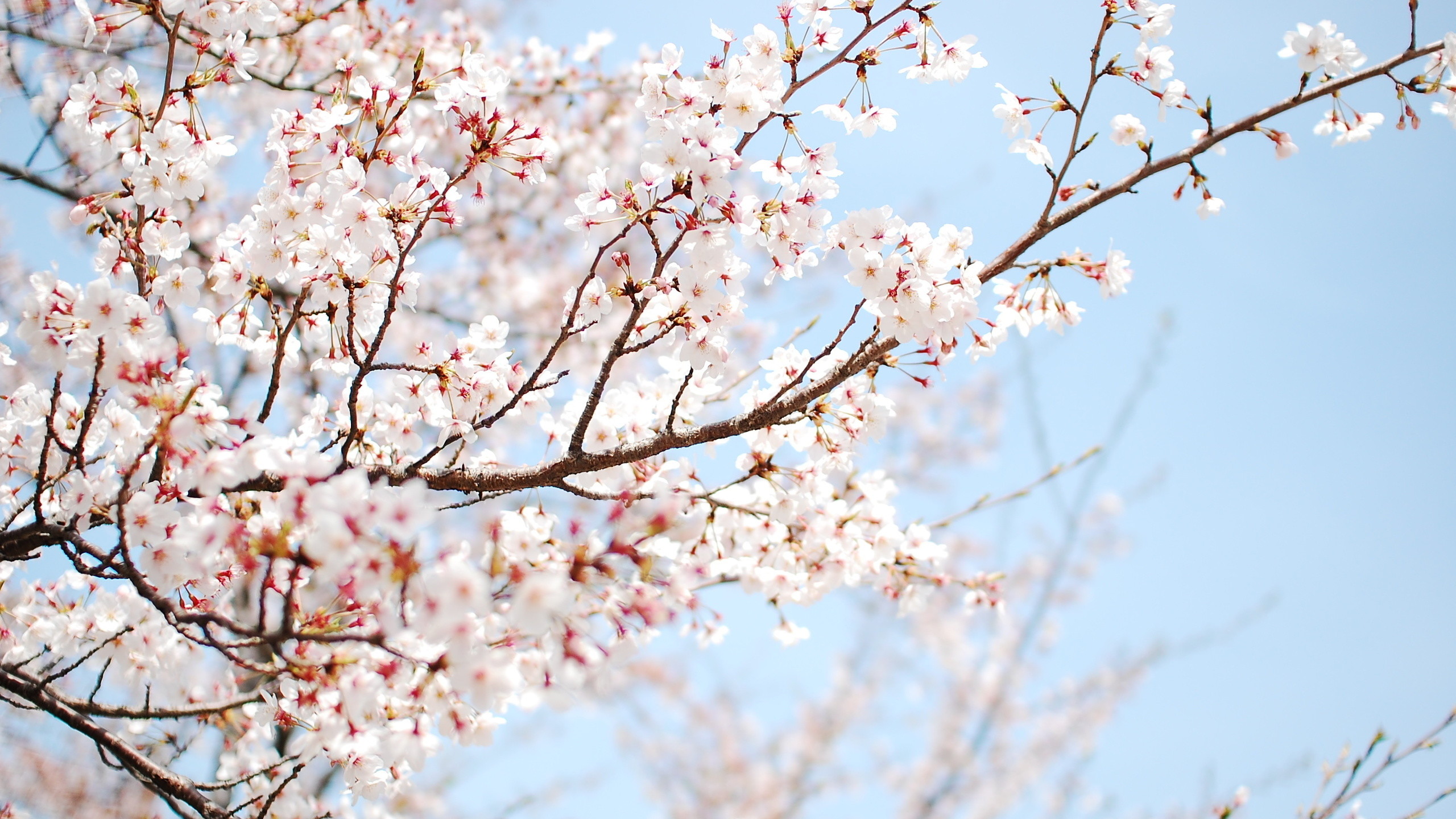 2560x1440 Cherry Blossom