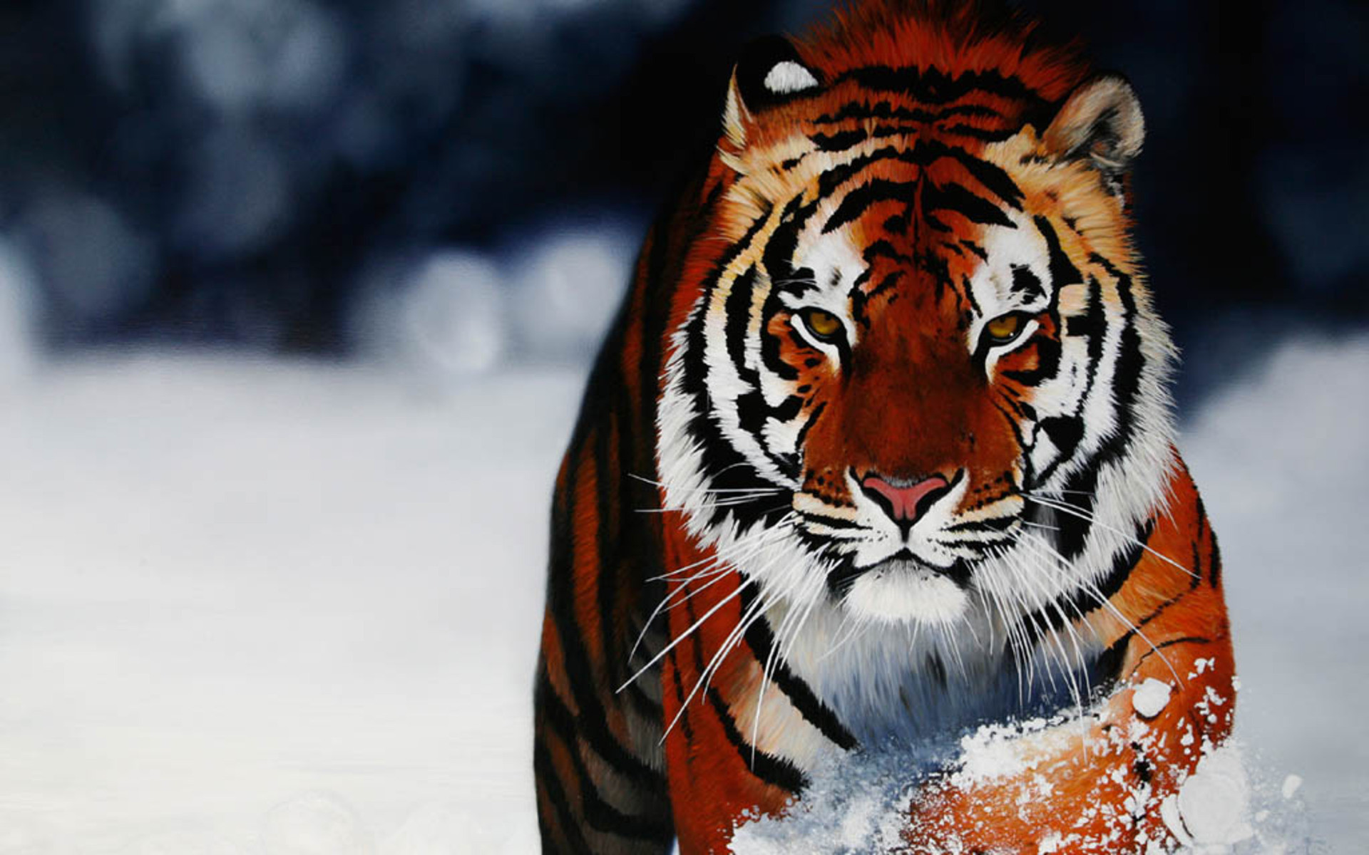 1920x1200 Tiger wallpapers
