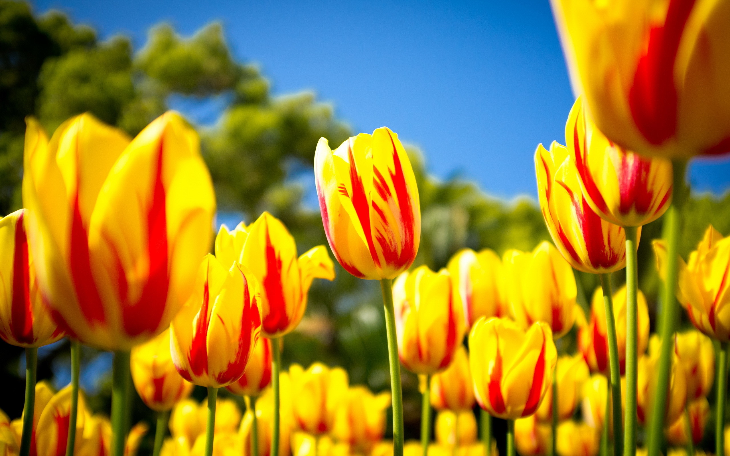 2560x1600 Nature HD Wallpaper with Yellow Tulips in Spring - HD Wallpapers for Free