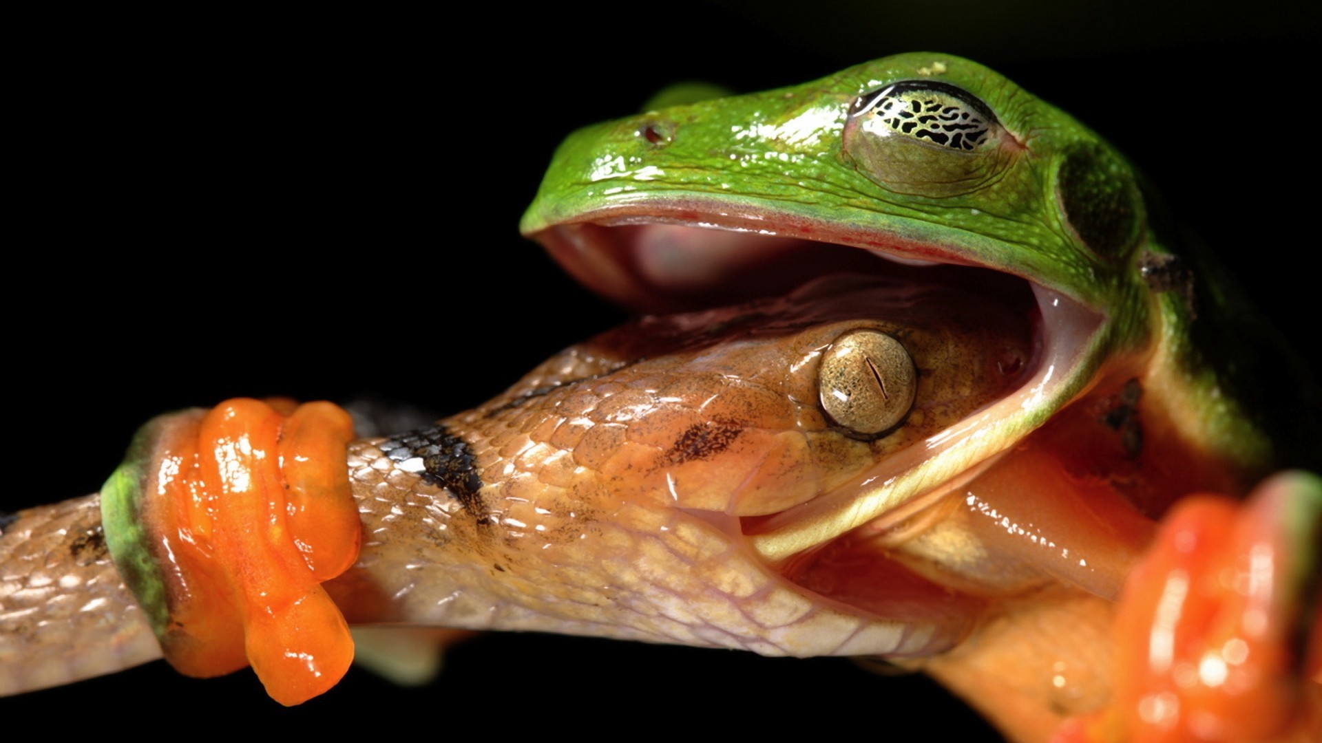 1920x1080 Snake-vs-Frog-Hd-Wallpapers-free-hd-for-