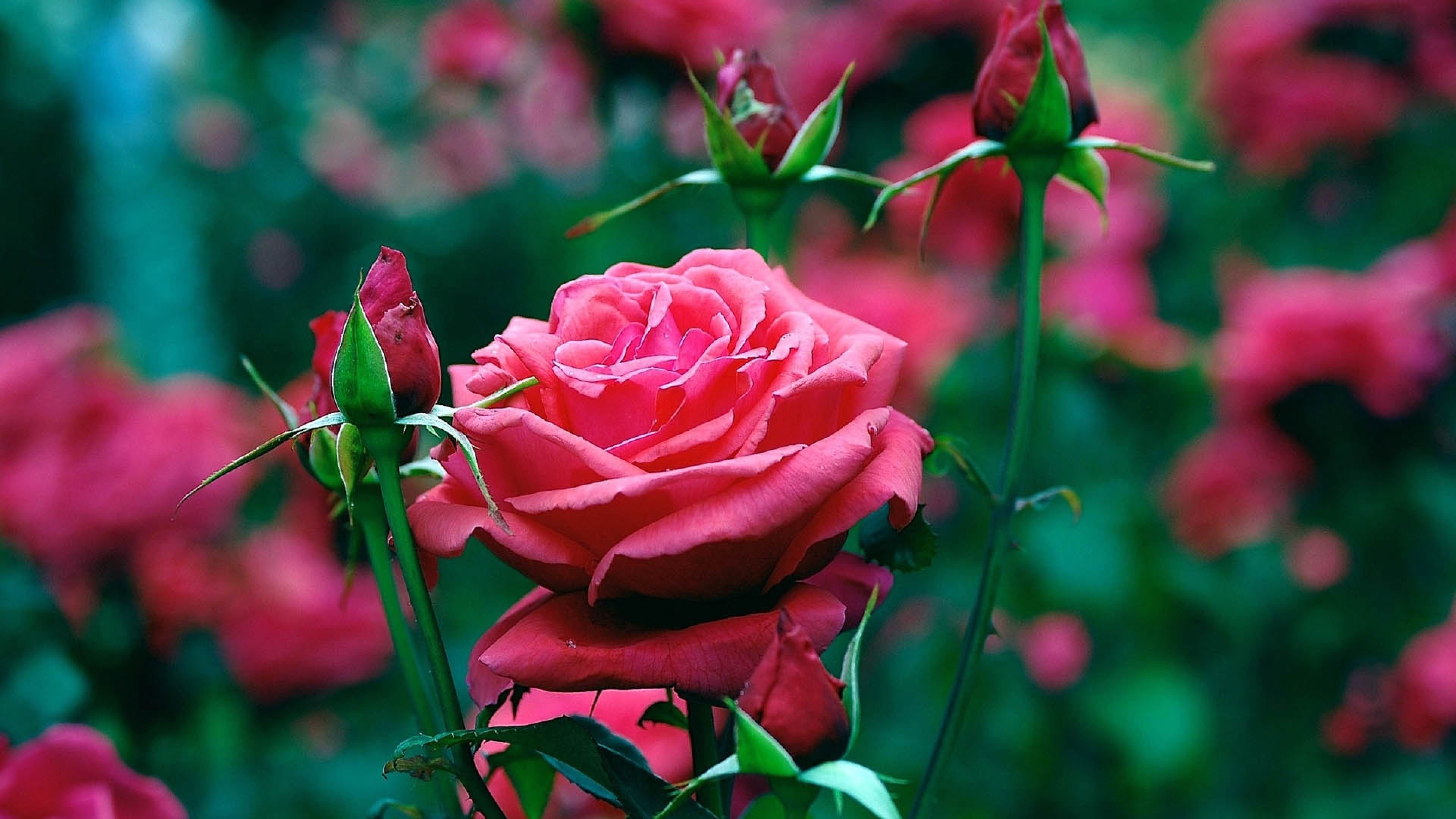 3840x2160 flowers,love, flower wallpaper hd, 1080p,garden, organic life, pink, roses,  high quality, beautiful,_ Wallpaper HD