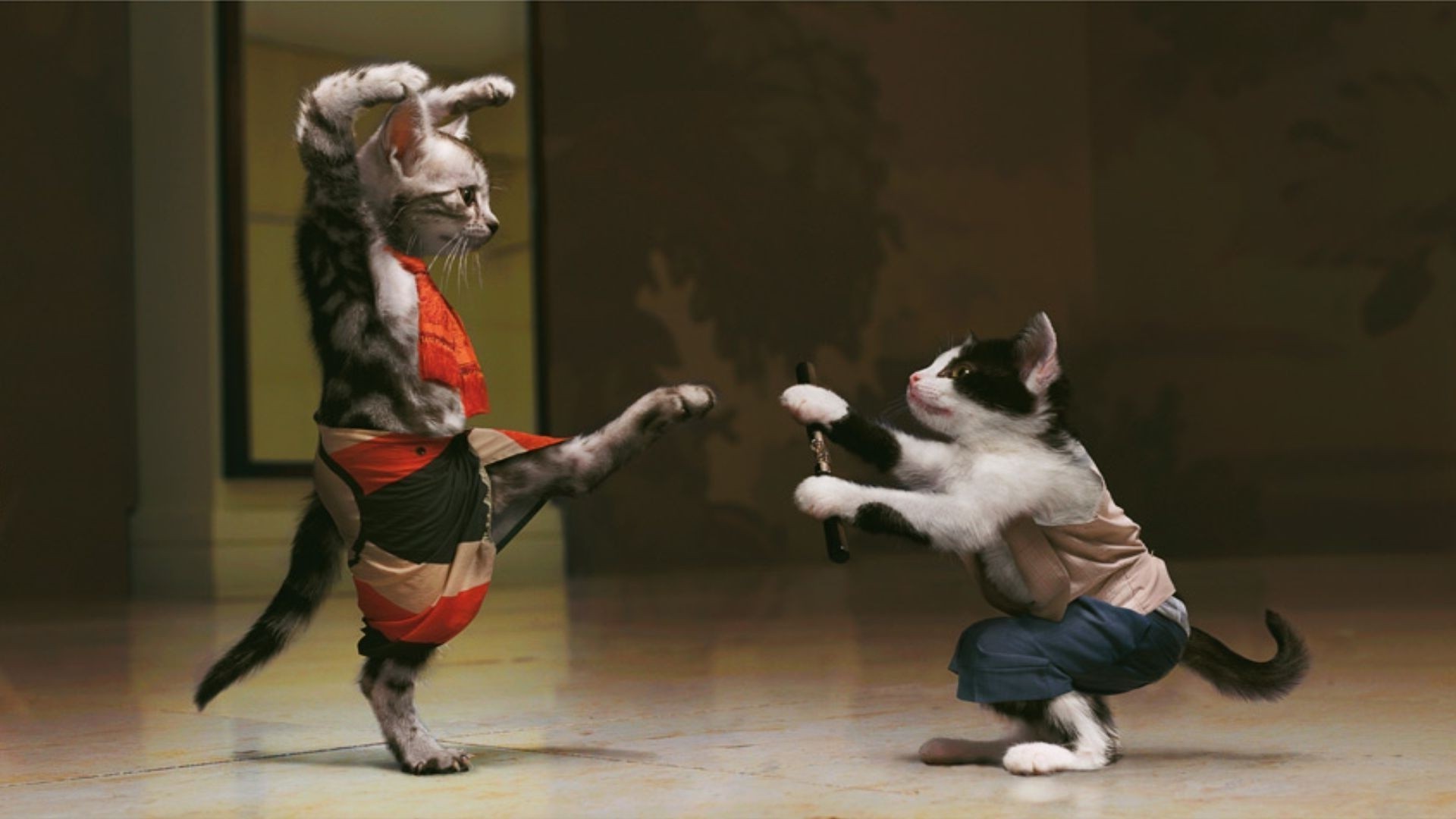 1920x1080 ... cats kung fu wallpapers hd desktop and mobile backgrounds ...