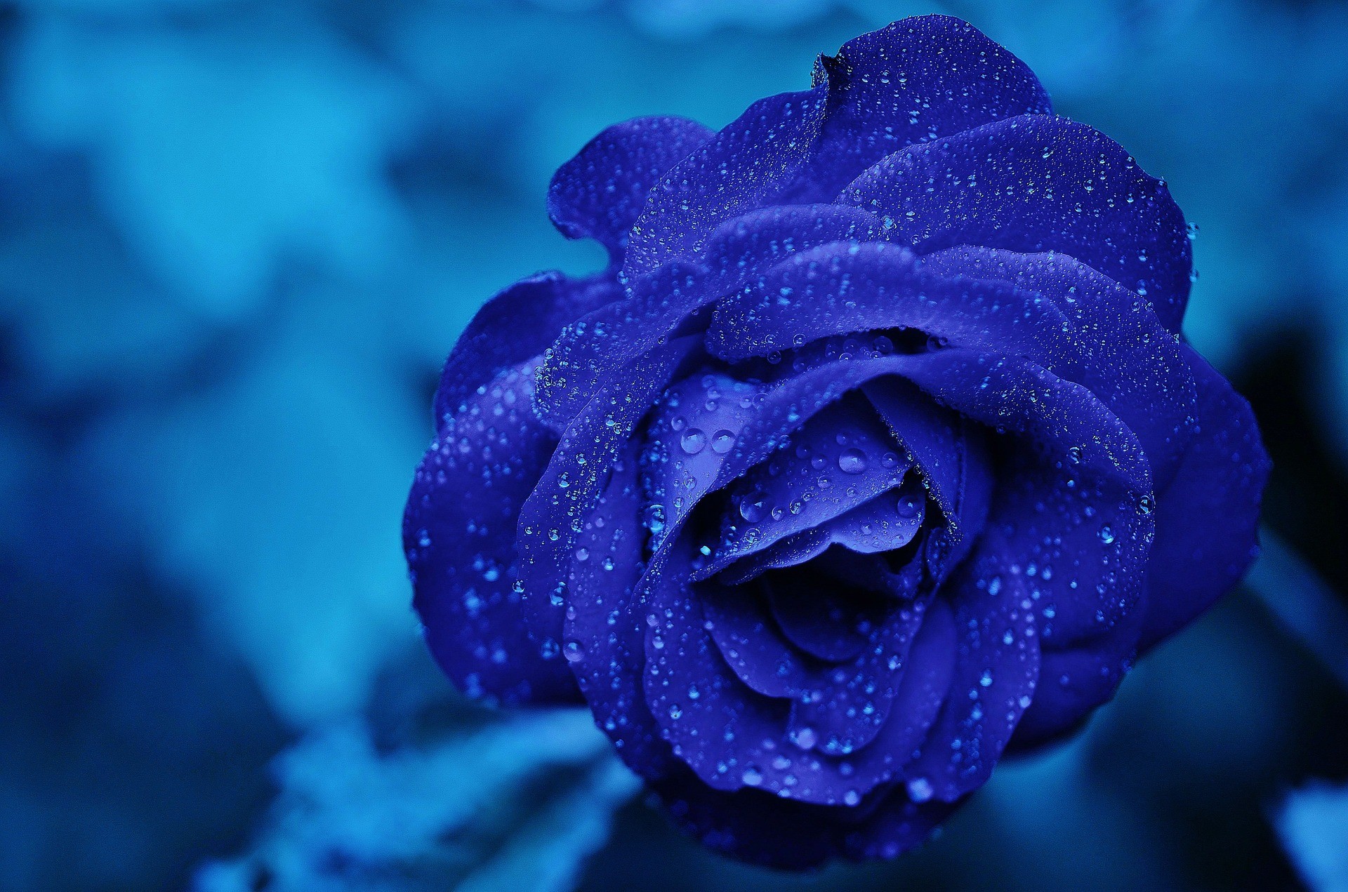 1920x1271 Full HD 1080p Blue Rose Wallpapers