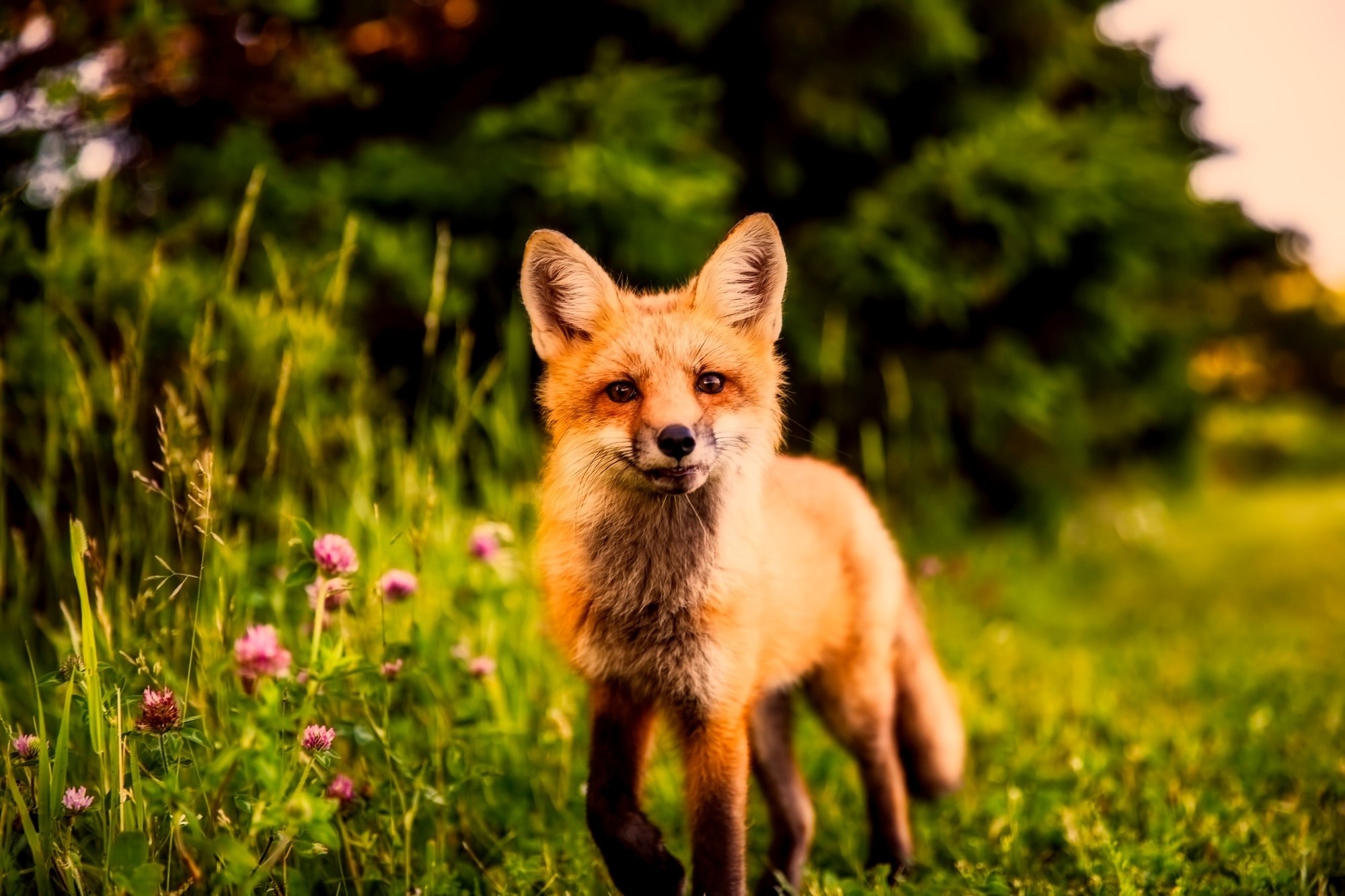 2000x1333 nature, summer, Animal, Fox, Fox, grass, flowers, clover