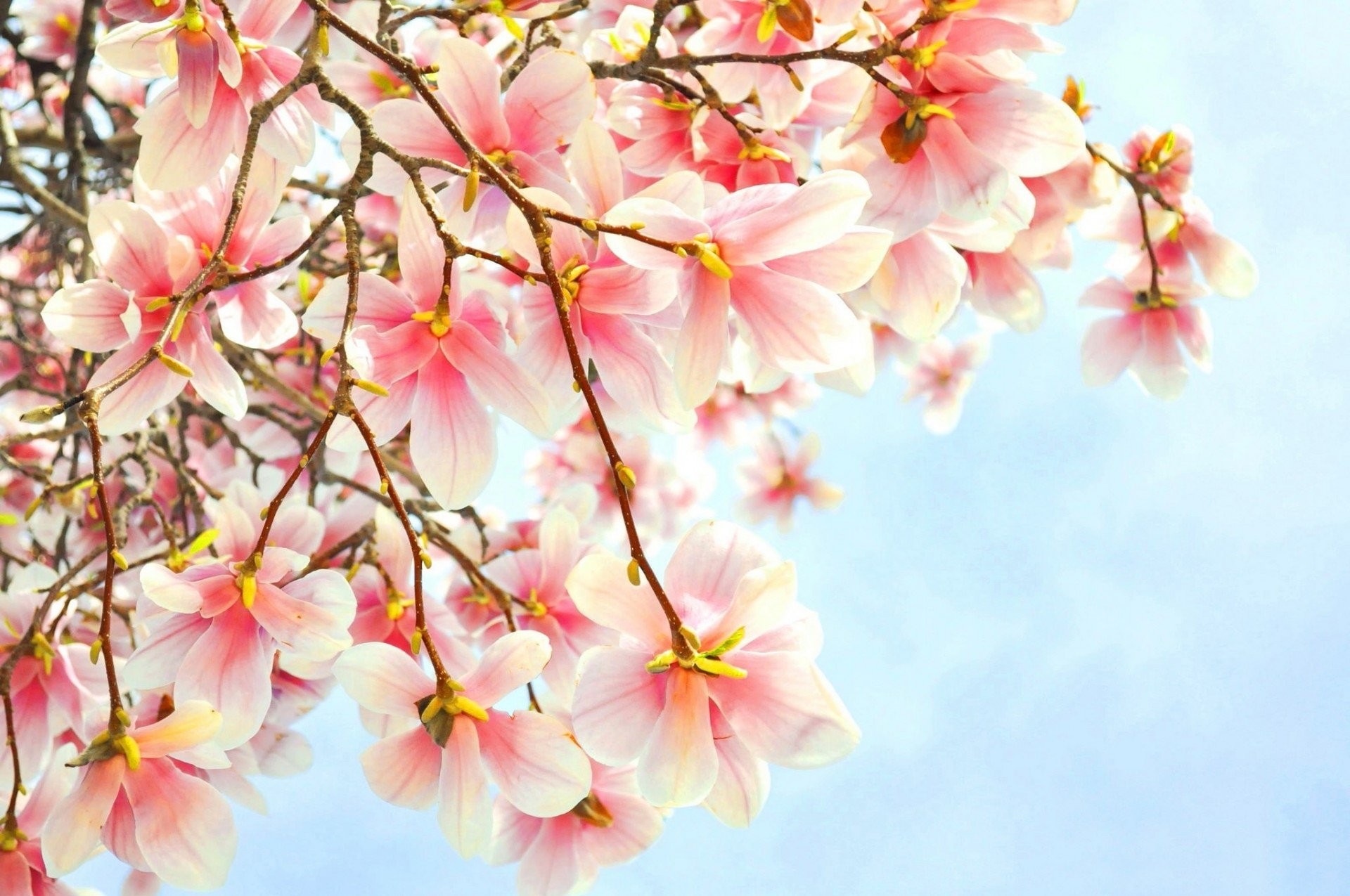 1920x1275 pink magnolia flower branch