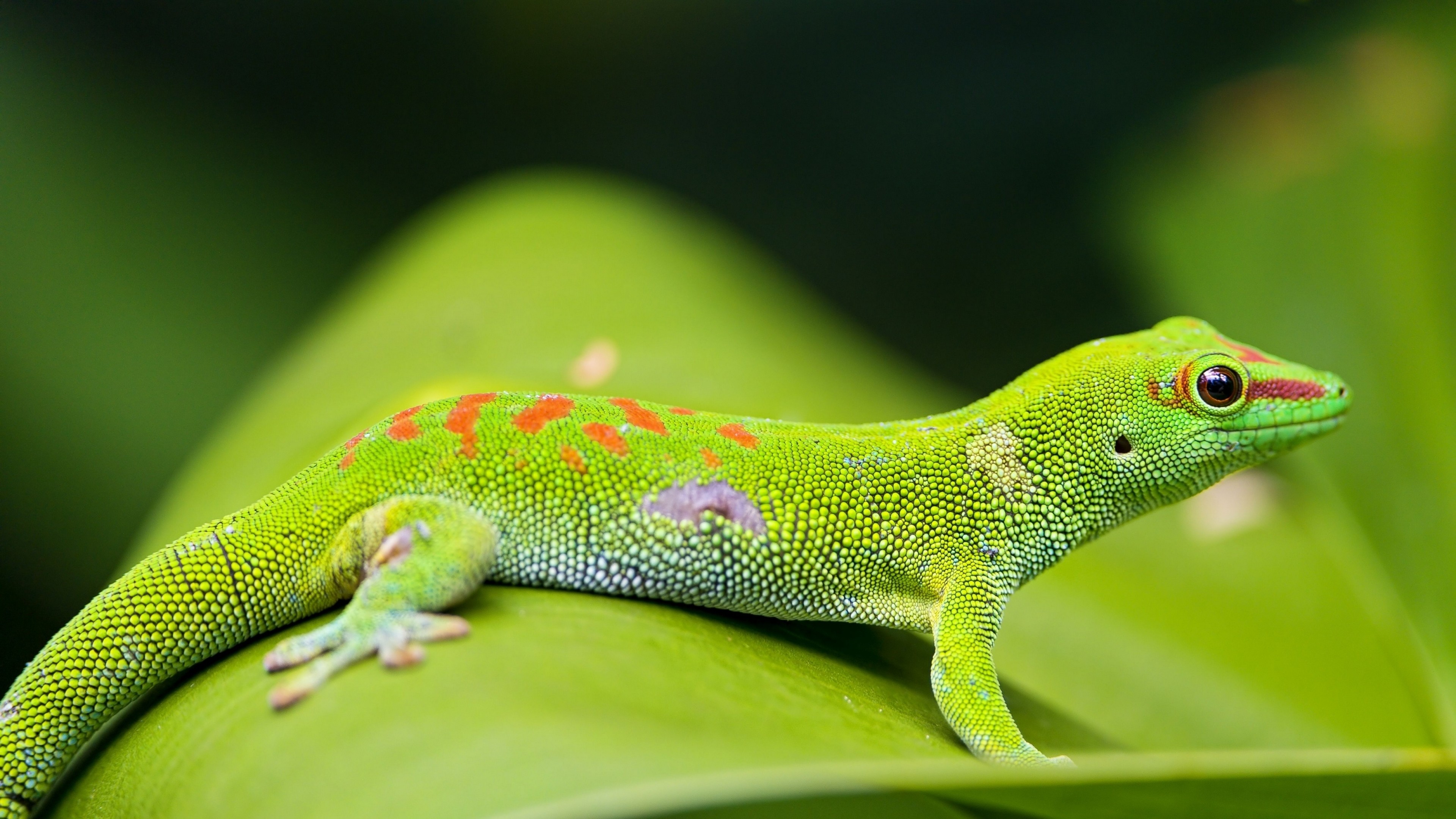 3840x2160 ... Background 4K Ultra HD.  Wallpaper lizard, gecko, leaf, macro