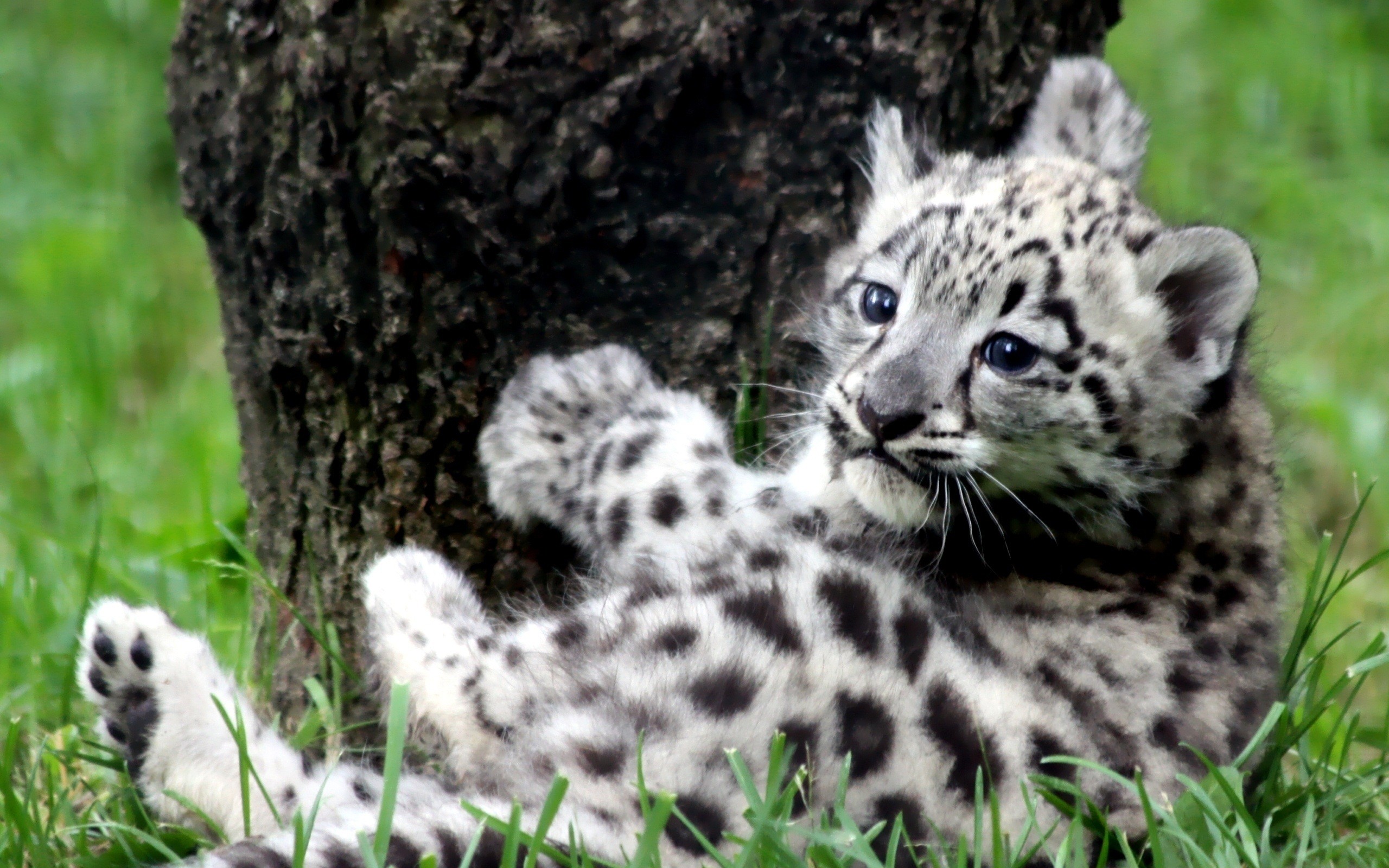 2560x1600 Baby Snow Leopard