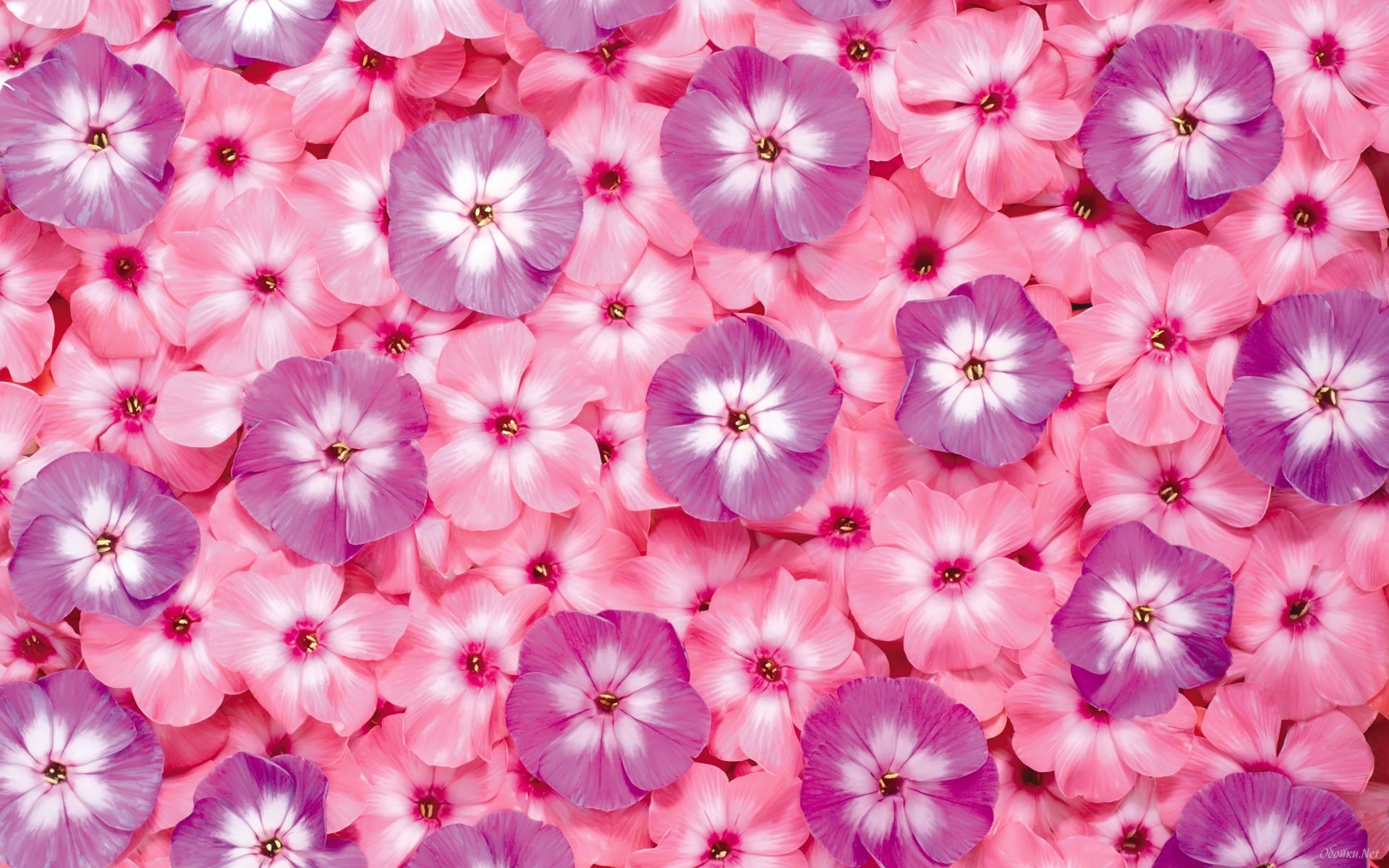 1920x1200 Pink flowers wallpaper HD Desktop Wallpaper