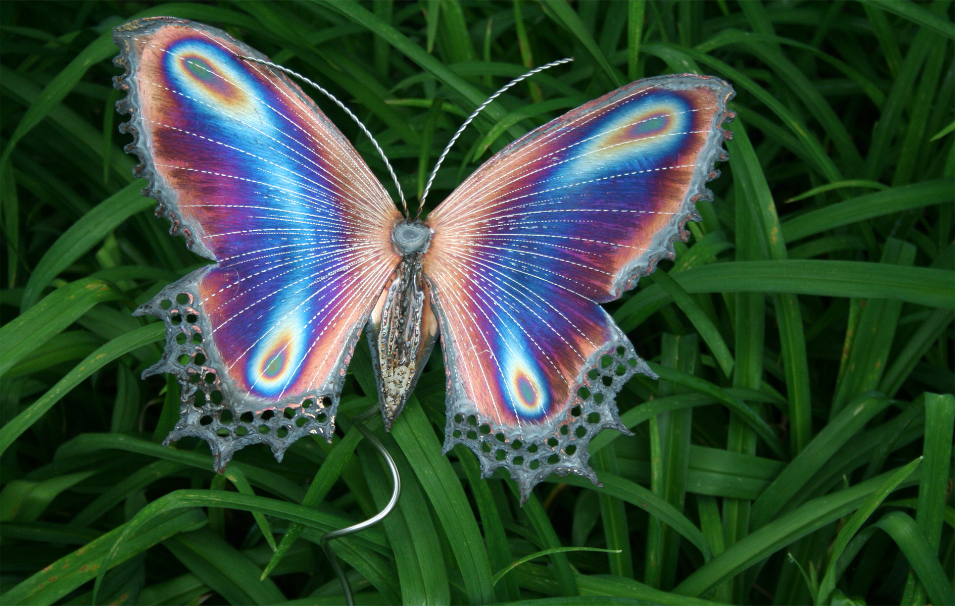 Butterfly HD Wallpaper (68+ images)