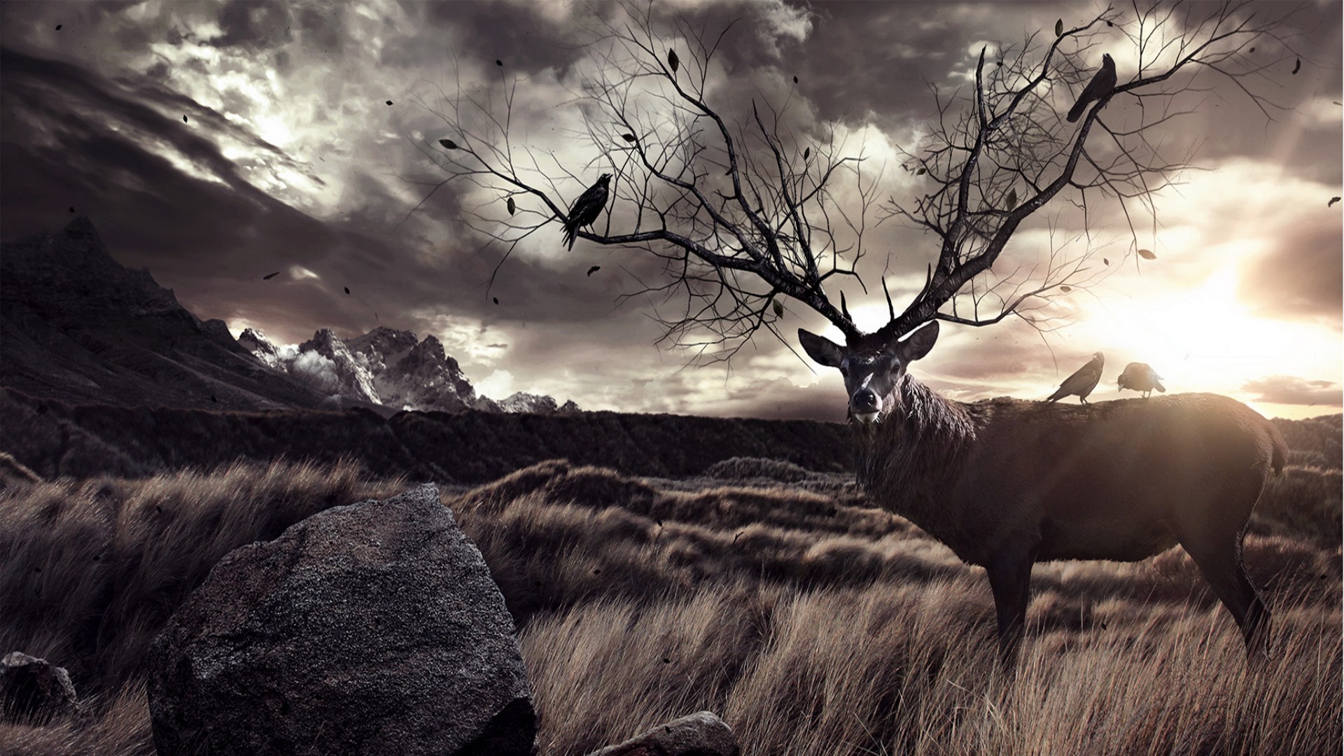 1920x1080 By Debrah Croston V.864: Amazing Wild Deer Pictures & Backgrounds - HD  Wallpapers