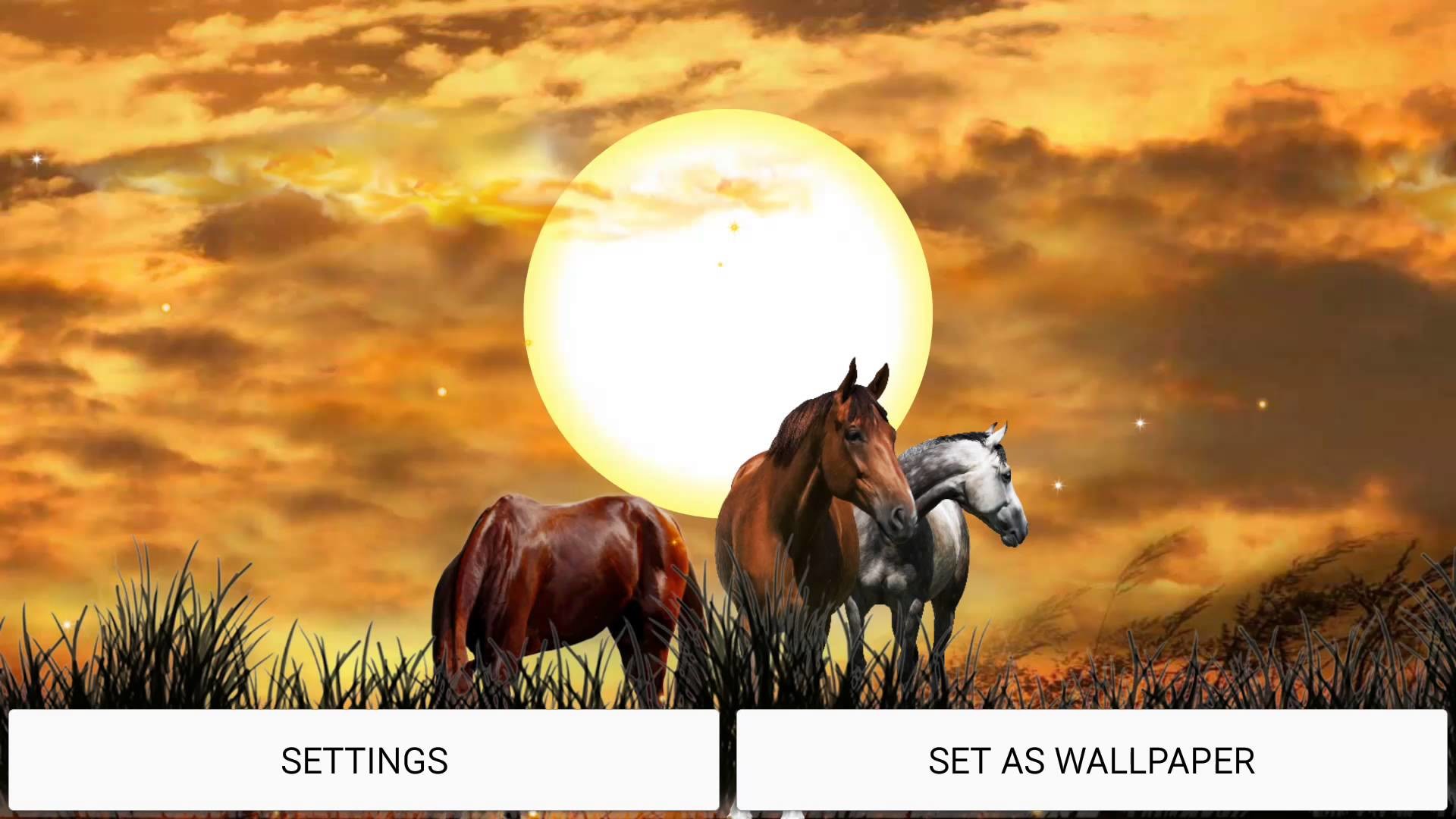 1920x1080 Wild Horses HD live wallpaper