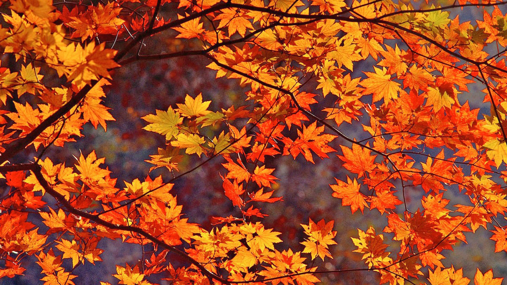 1920x1080 Fall Leaves background