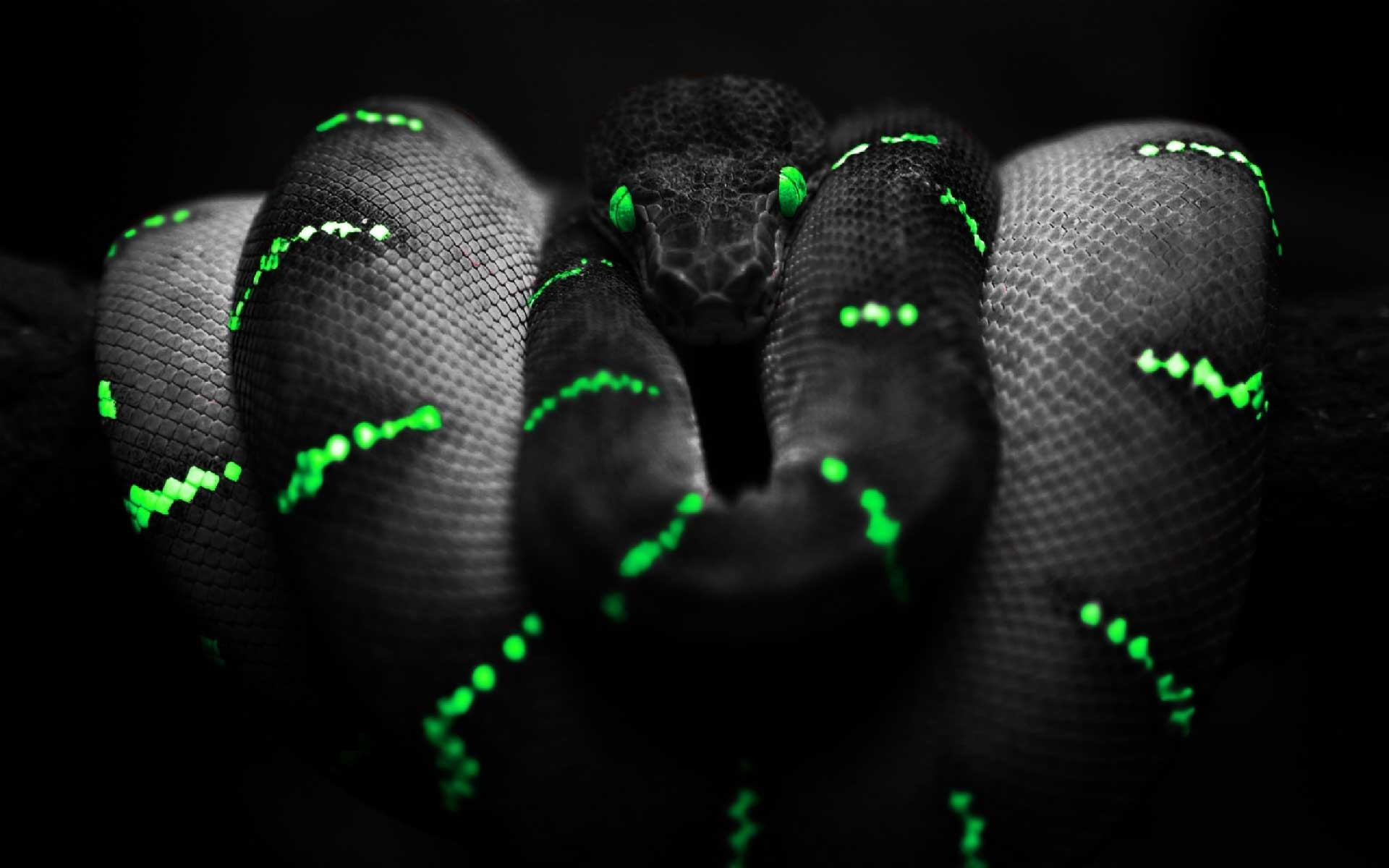 1920x1200 Awesome Snake Wallpaper in 3d